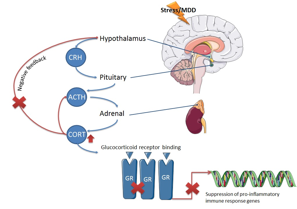 IJMS | Special Issue : Role of the Hypothalamo–Pituitary–Adrenal (HPA