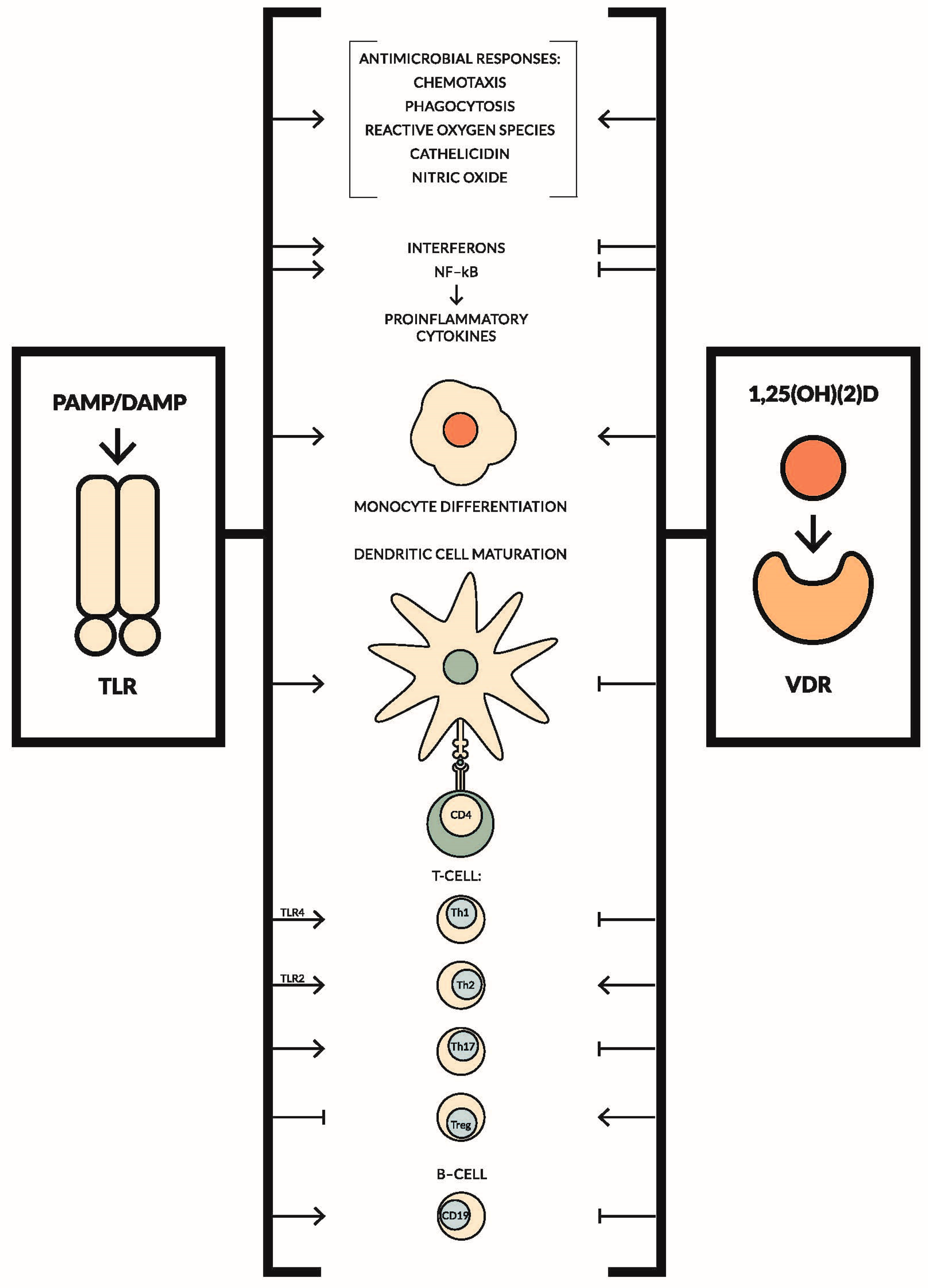 toll like receptors