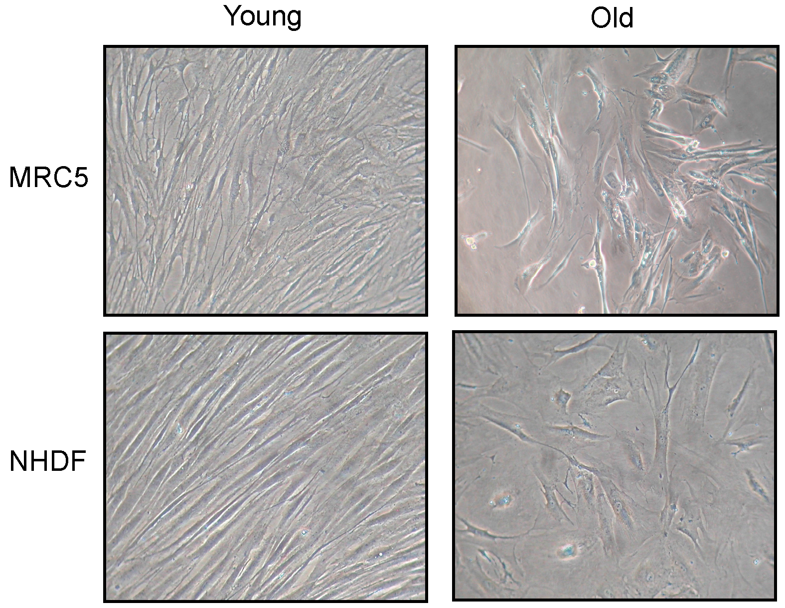 IJMS | Free Full-Text | Modulation of the Senescence-Associated Inflammatory Phenotype ...1575 x 1219