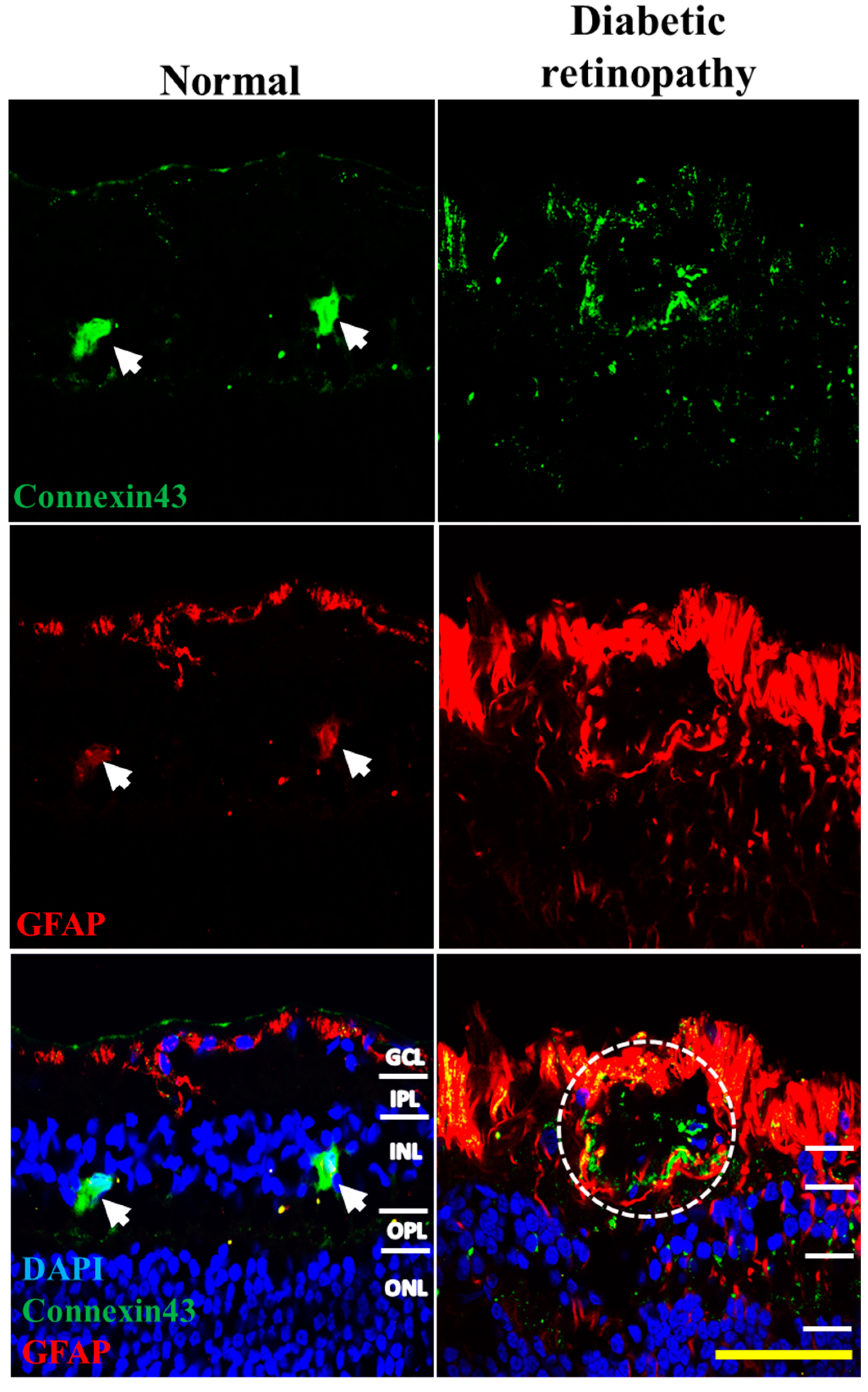 Ijms 18 02567 g006