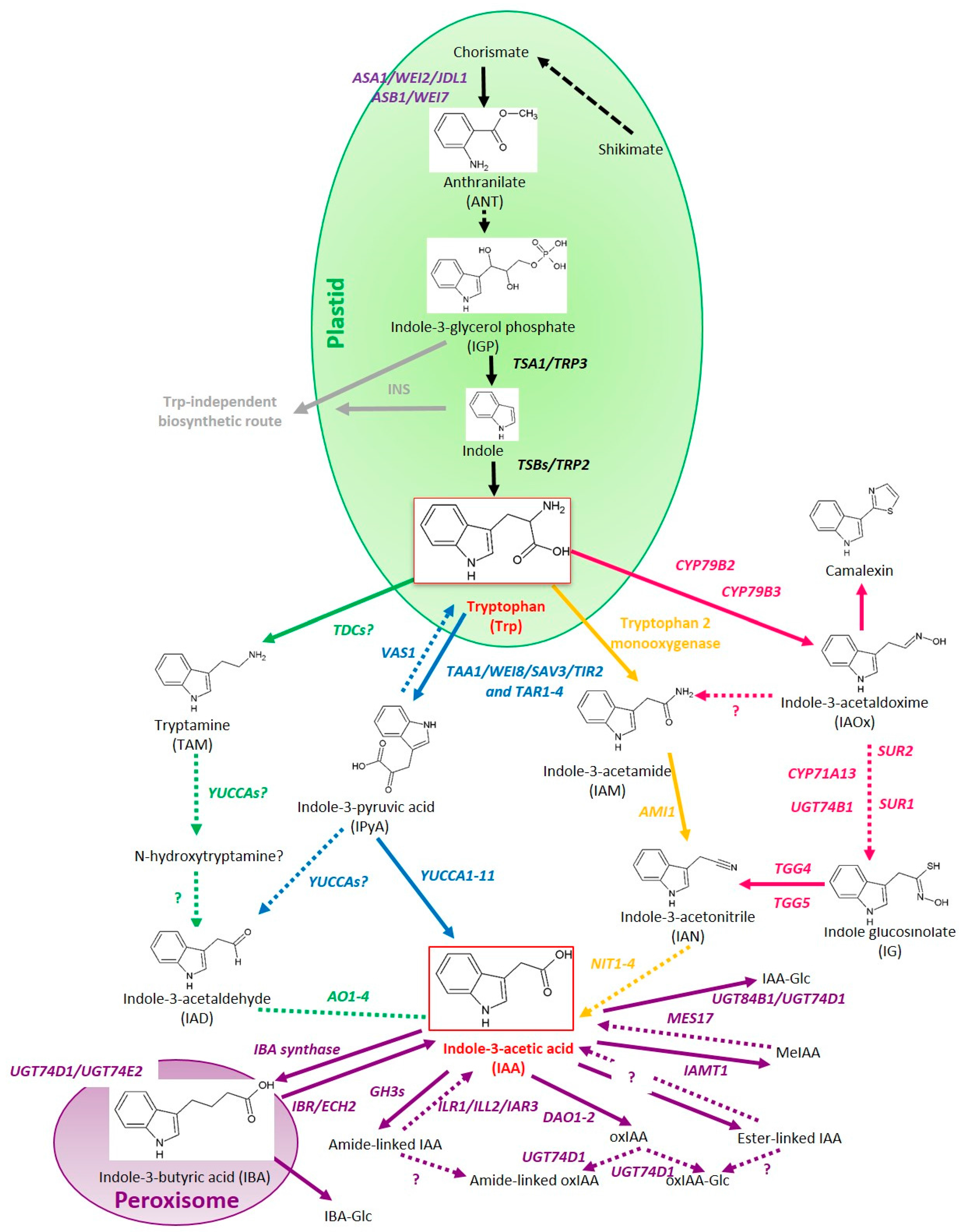 IJMS Free FullText Control of Endogenous Auxin Levels