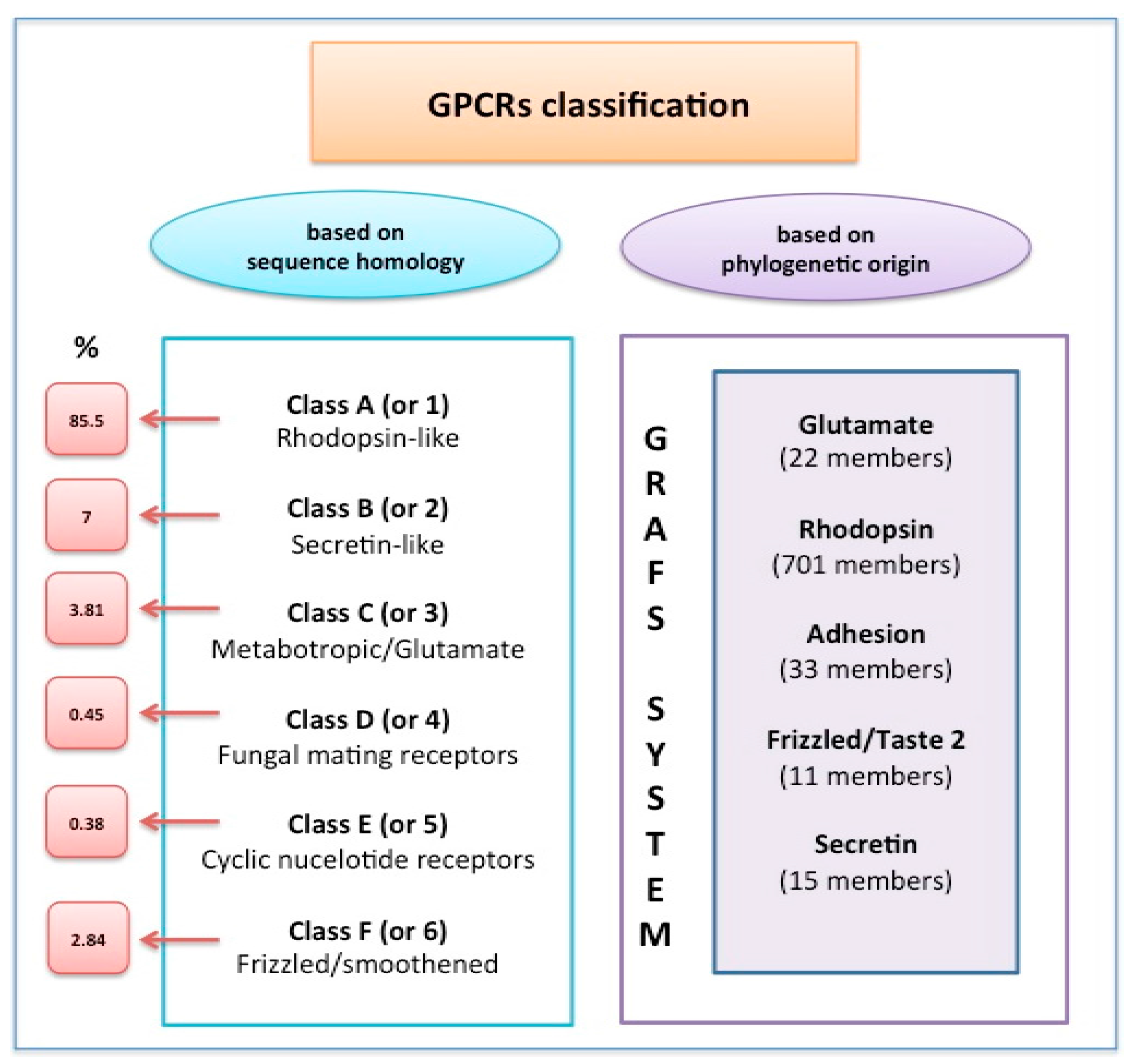 g protein coupled receptors