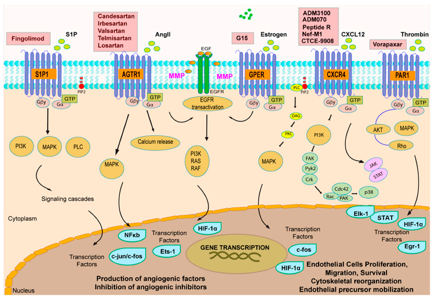 what are the cardiovascular drugs