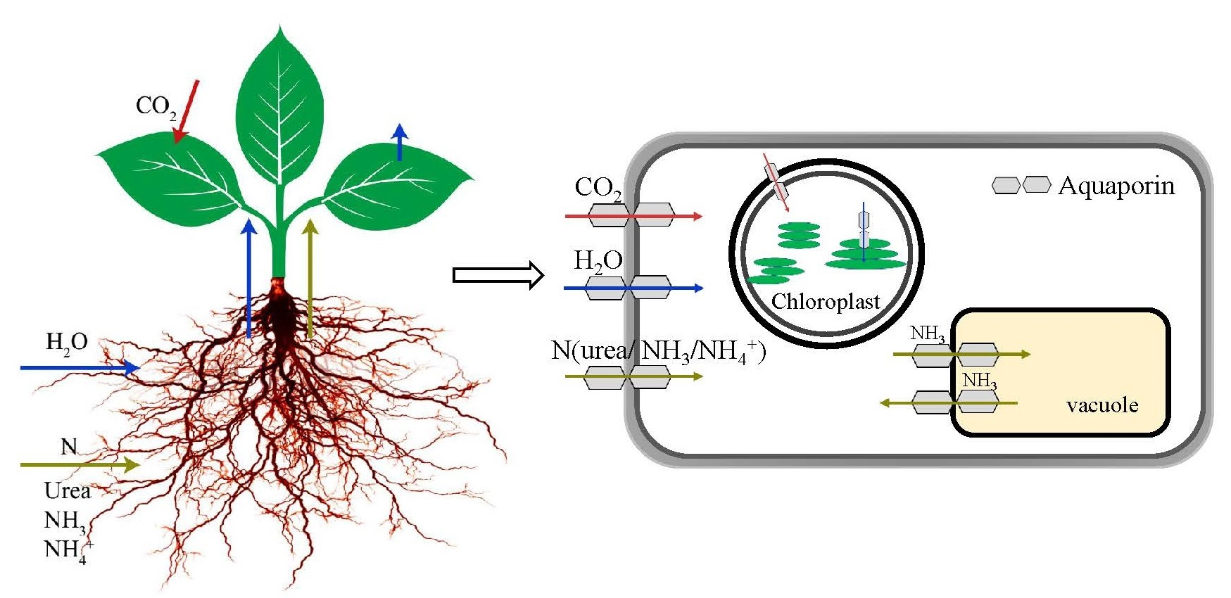IJMS Free FullText Role of Aquaporins in Determining