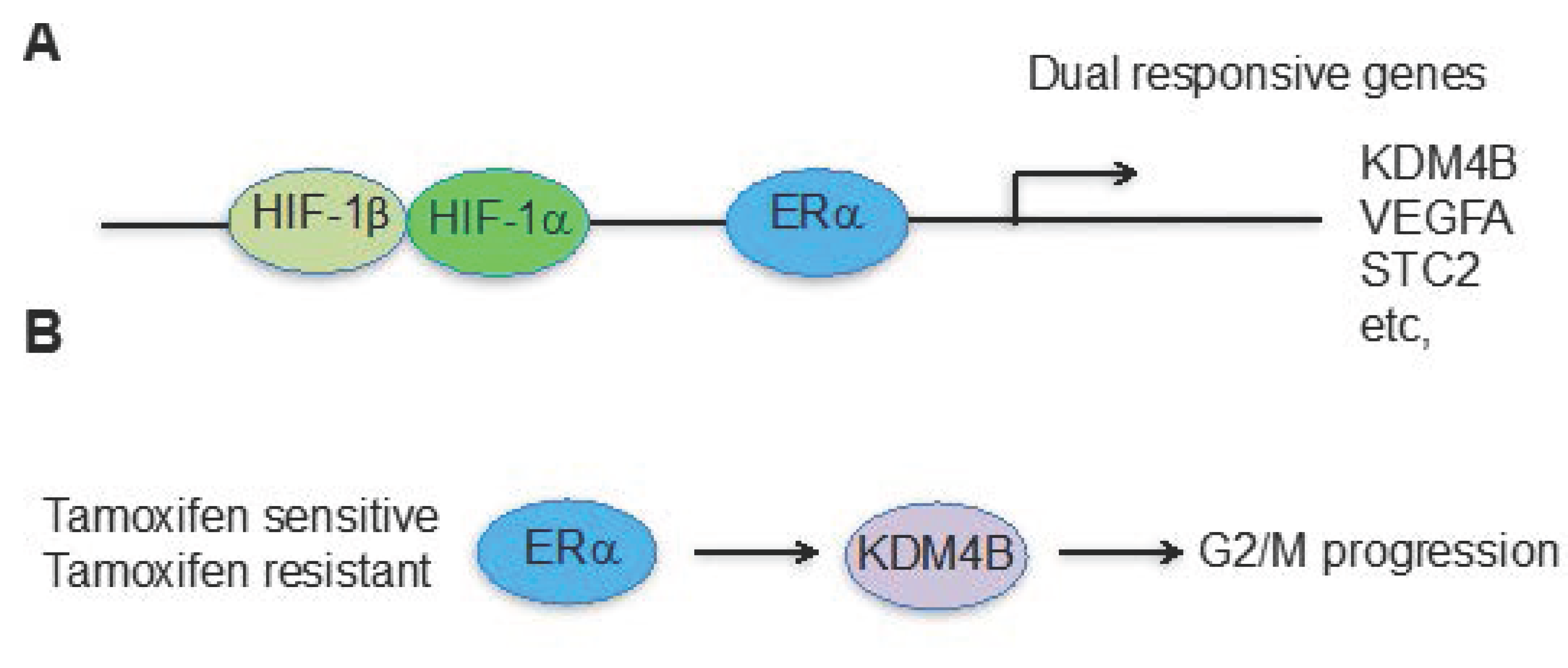 Ijms 19 00240 g002