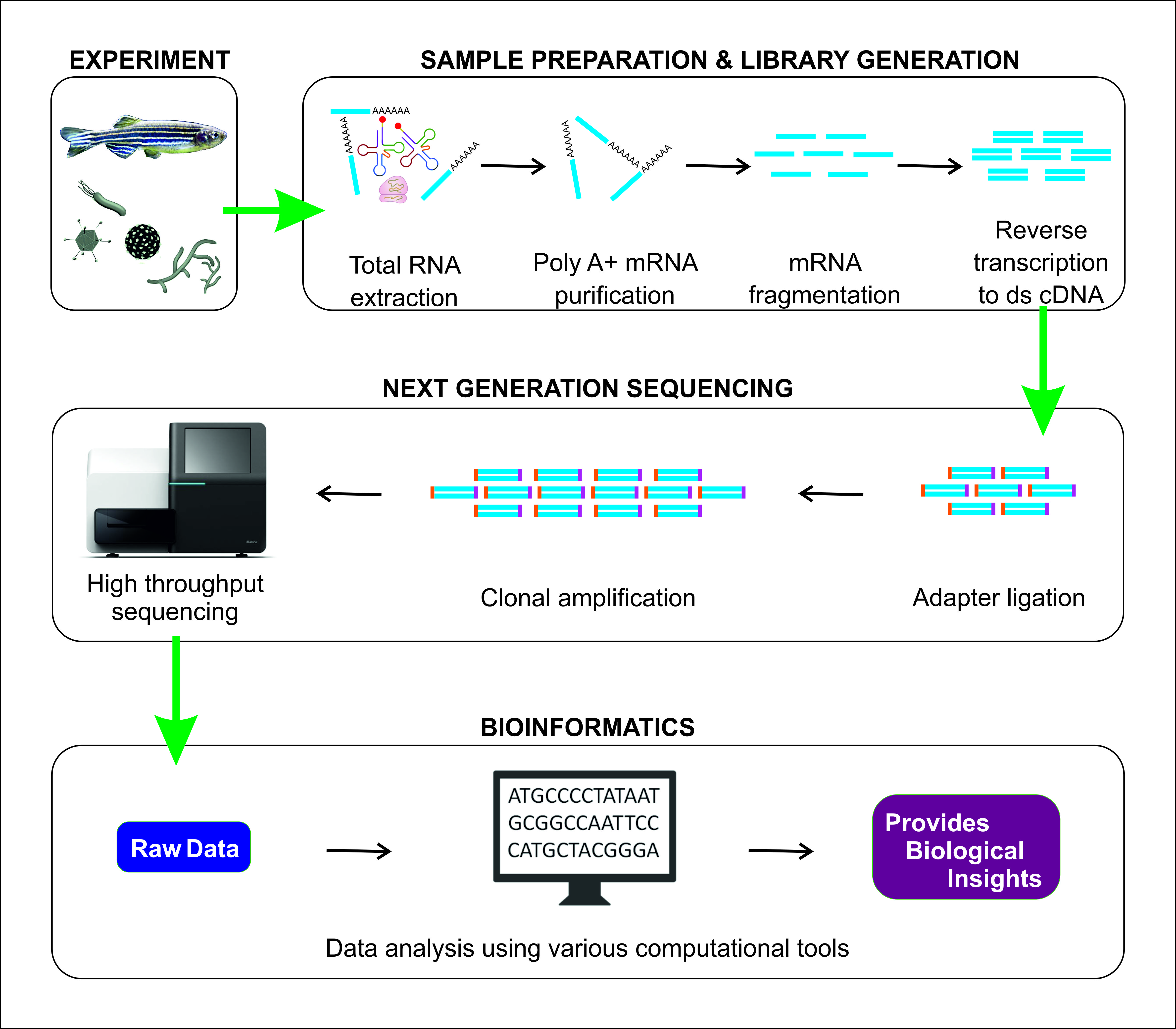 IJMS Free FullText Transcriptome Analysis Based on RNASeq in