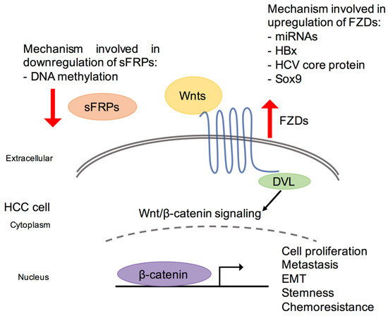 ijms free full text deregulation of frizzled receptors in hcc 1098 t form