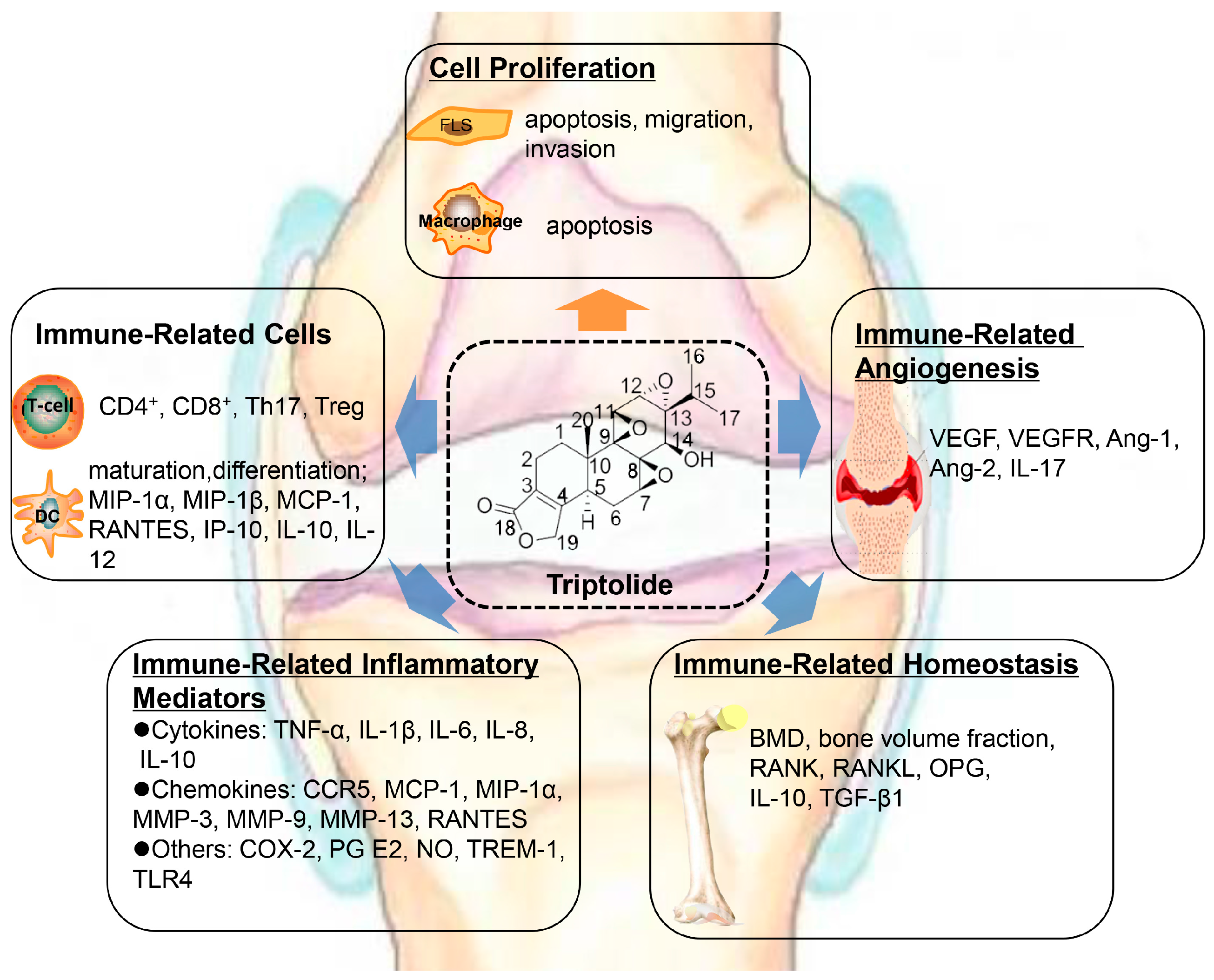 IJMS | Free Full-Text | The Effect of Triptolide in ... IJMS | Free Full-Text | The Effect of Triptolide in ...