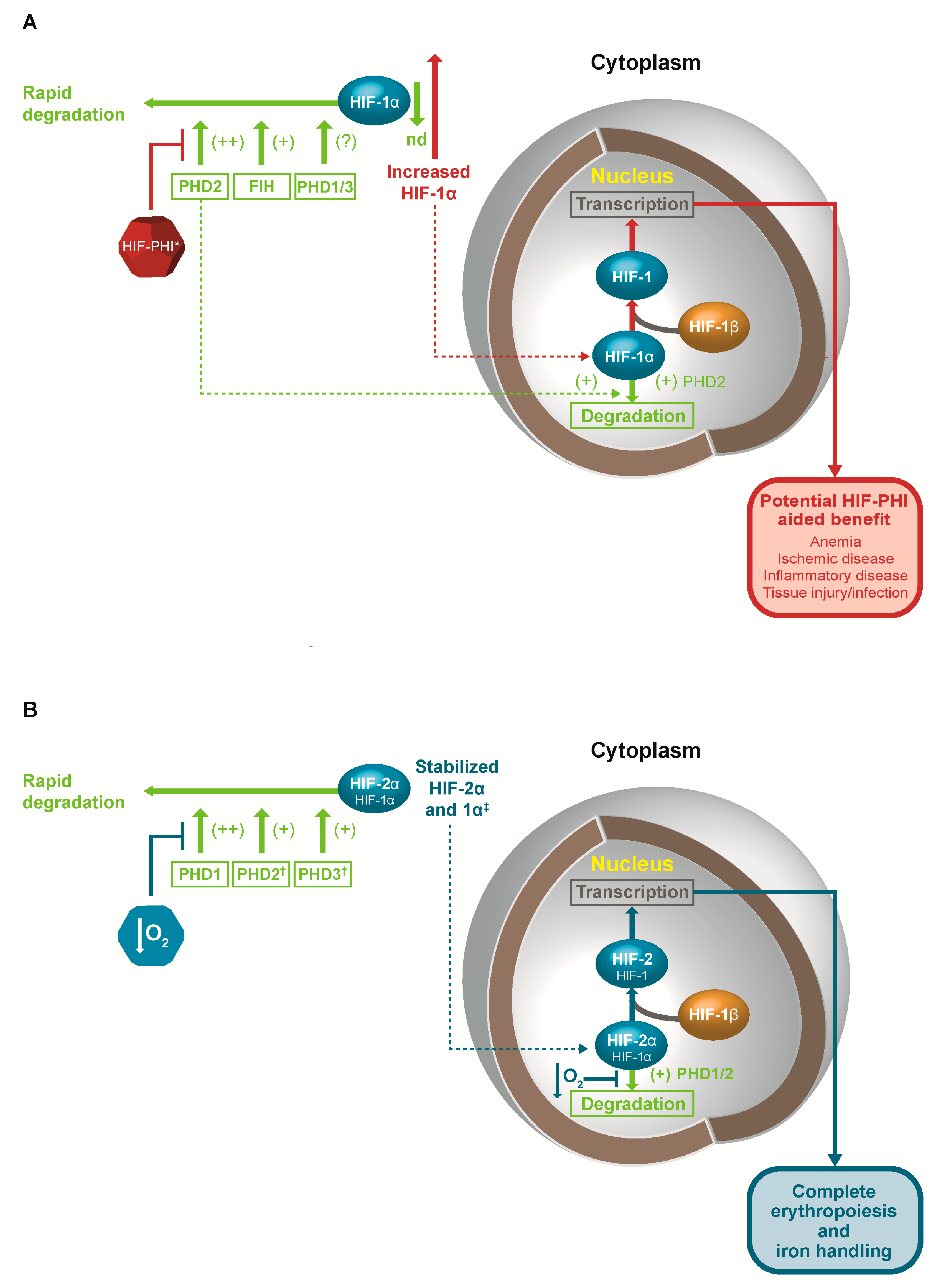 IJMS Free FullText HypoxiaInducible Factor and Its Role in the