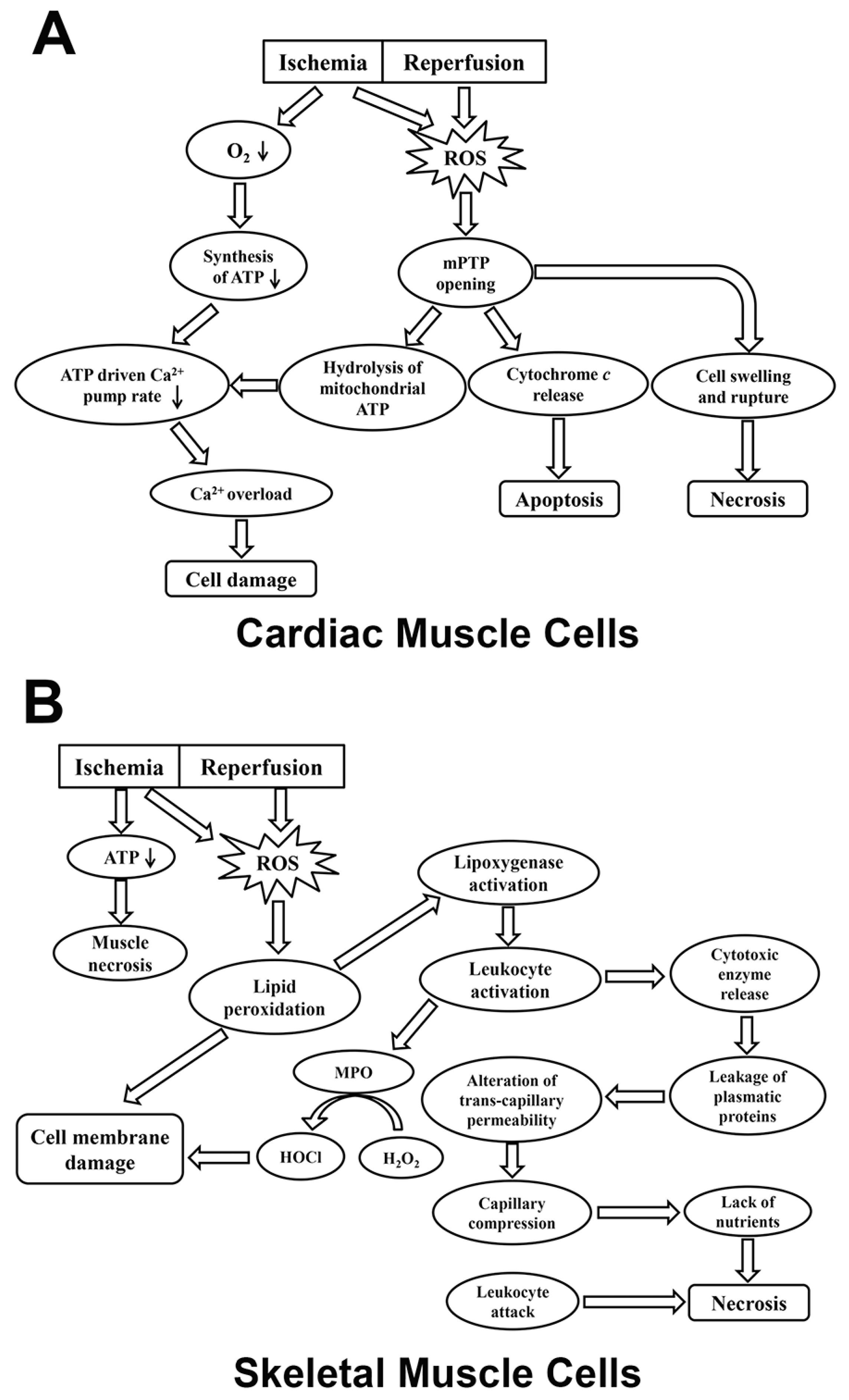 underlying mechanisms involved in muscle