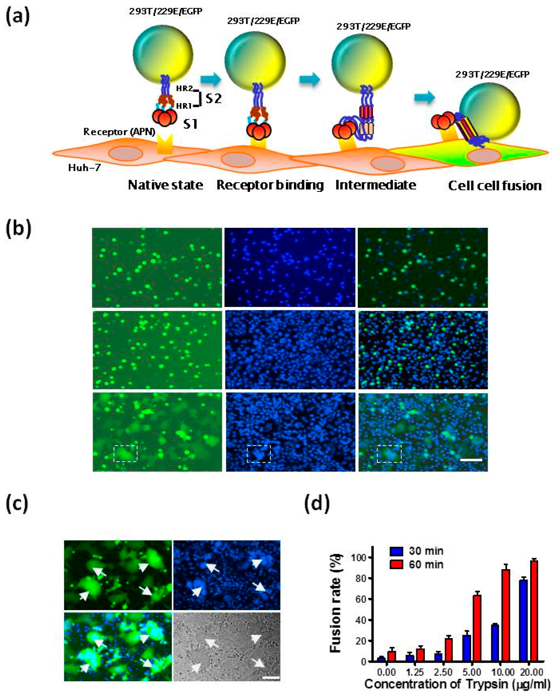 IJMS | Free Full-Text | Peptide-Based Membrane Fusion Inhibitors Targeting HCoV-229E ...1943 x 2438