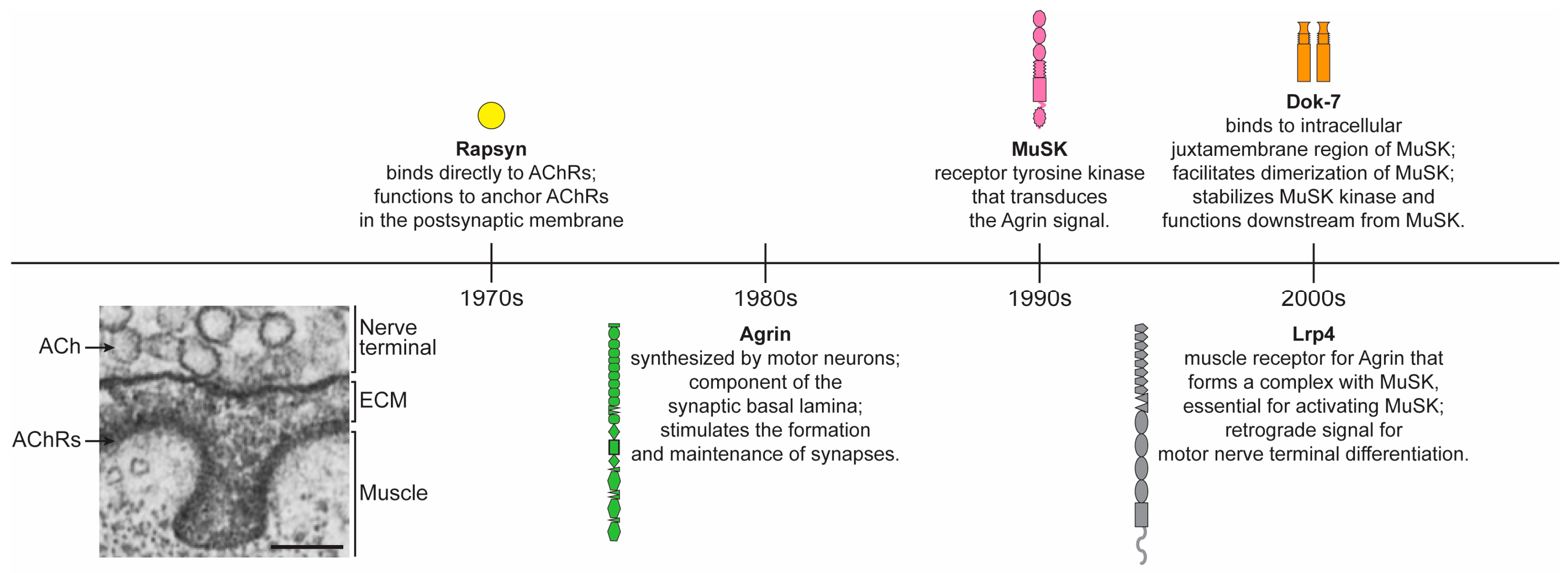 ijms free full text molecular