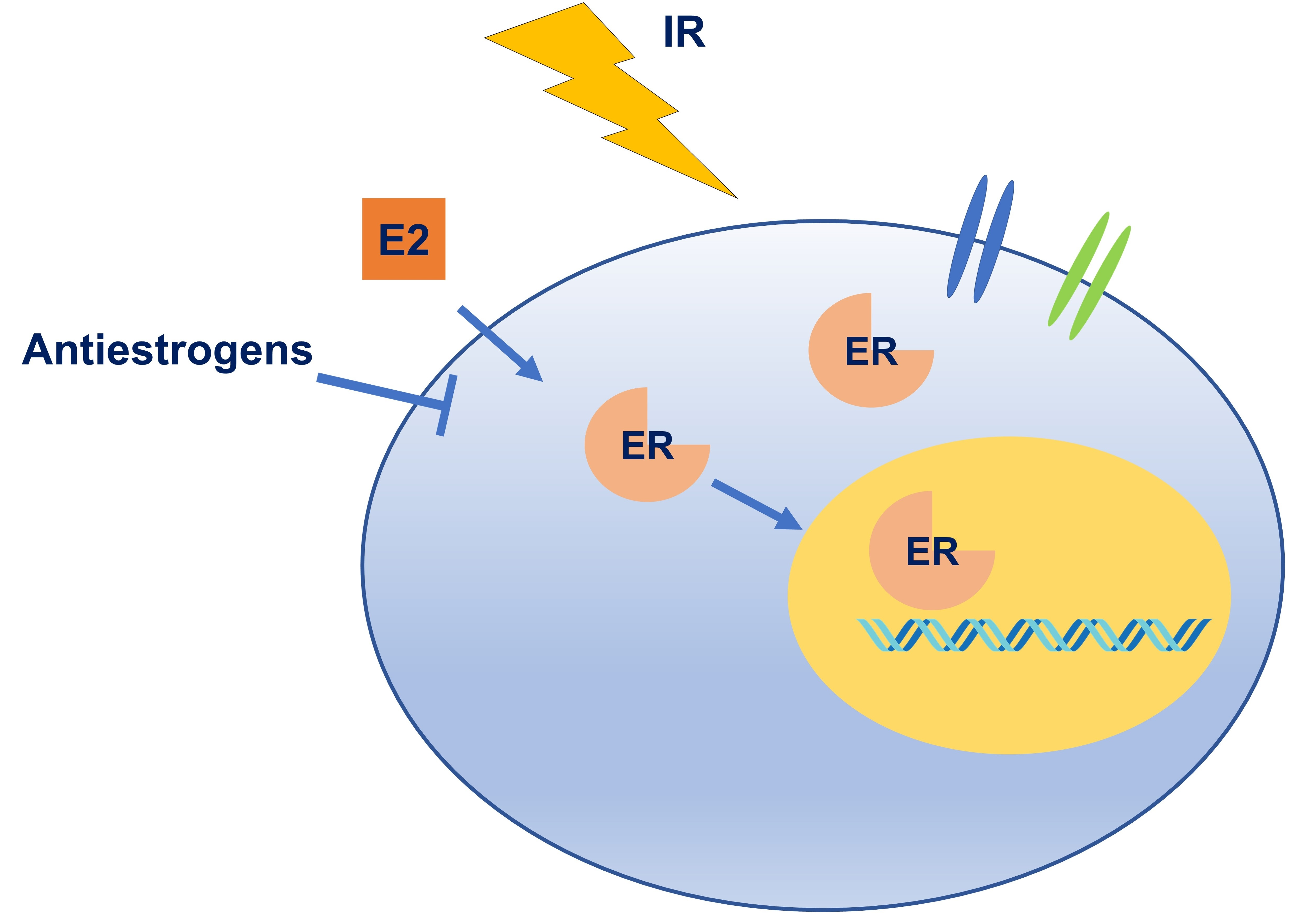 IJMS Free FullText Estrogen Receptor Signaling in Radiotherapy
