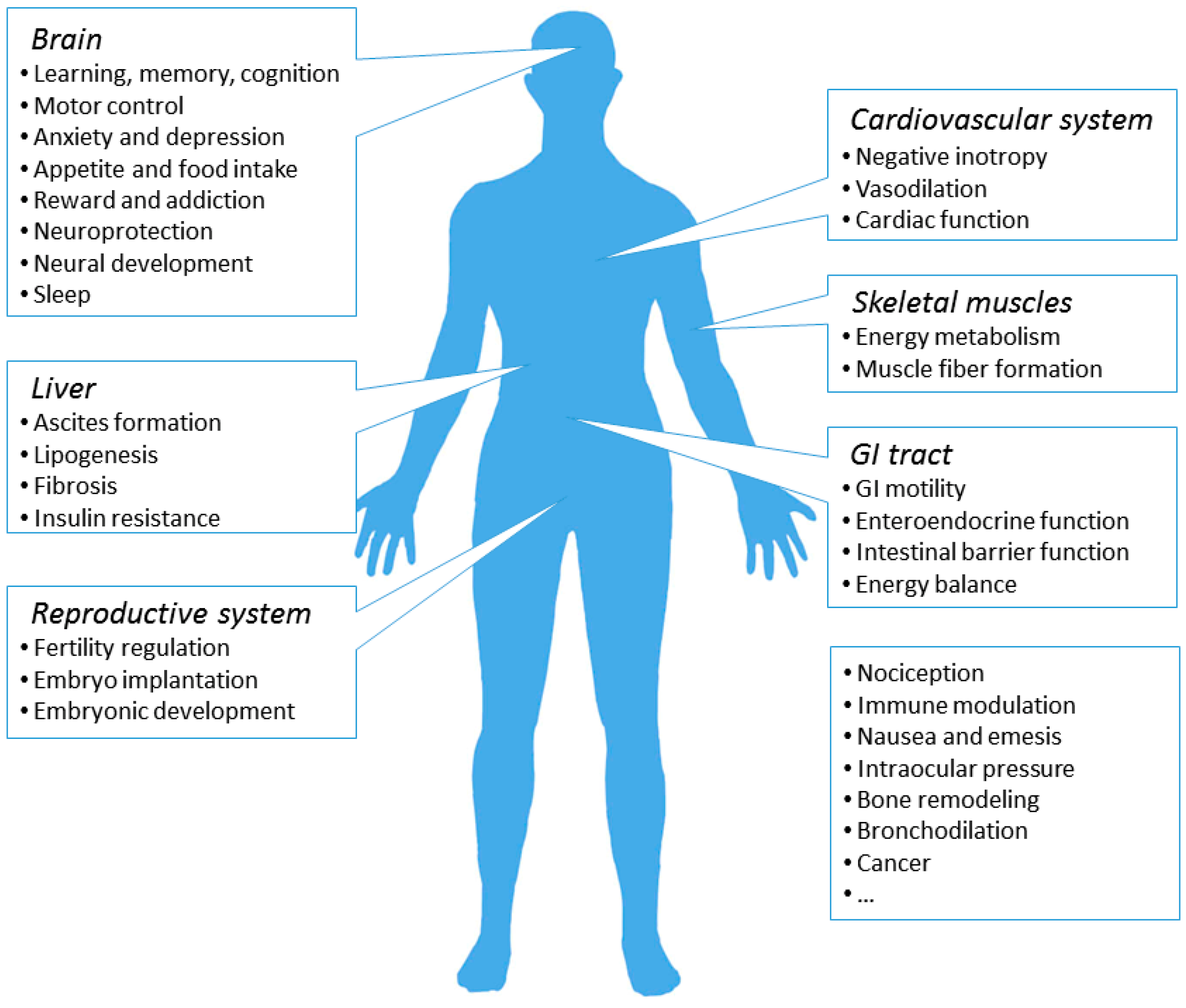 IJMS | Free Full-Text | Cannabinoid Receptors and the Endocannabinoid