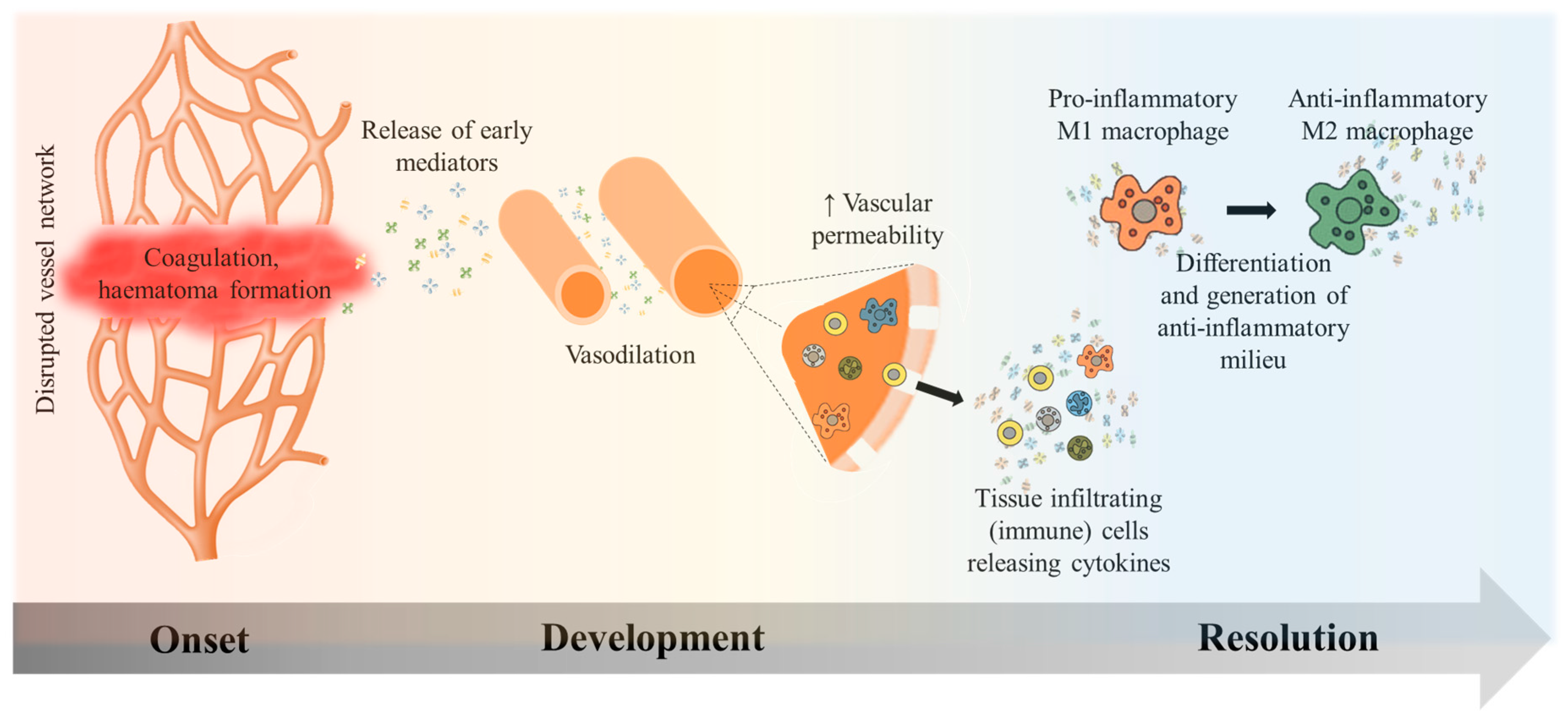 Muscle Regeneration Revolution - Unveiling the Power of Biomaterials