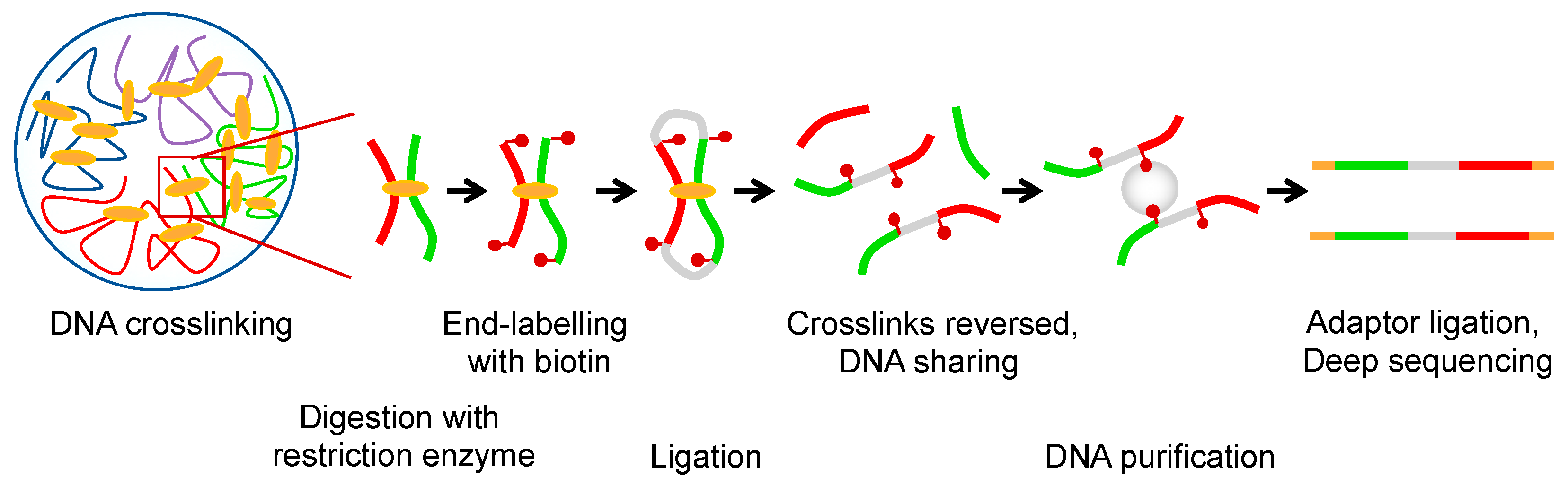 IJMS Free FullText DNA Supercoiling, Topoisomerases, and Cohesin