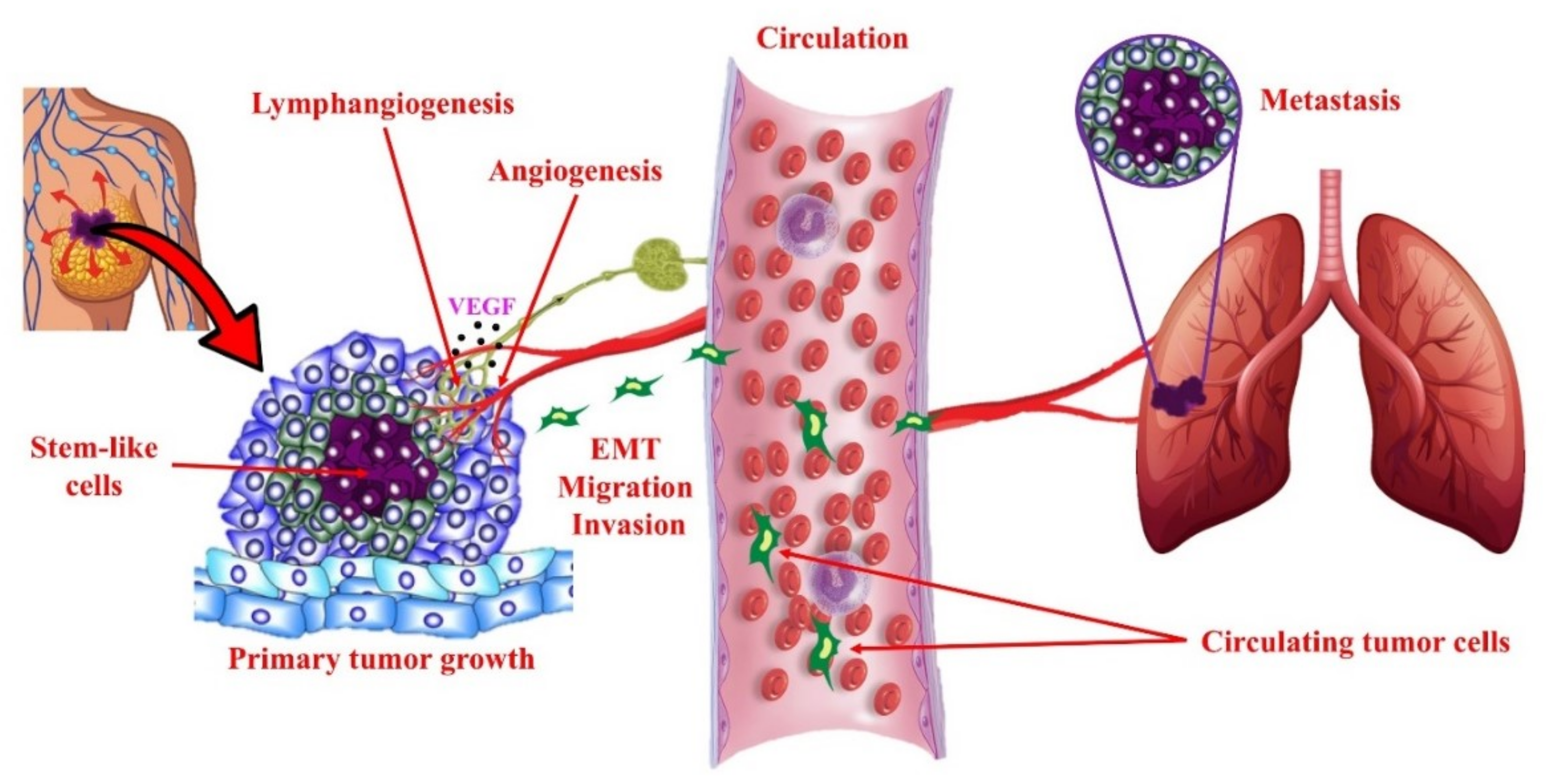 vessels scanner tumor blood Indiana breast