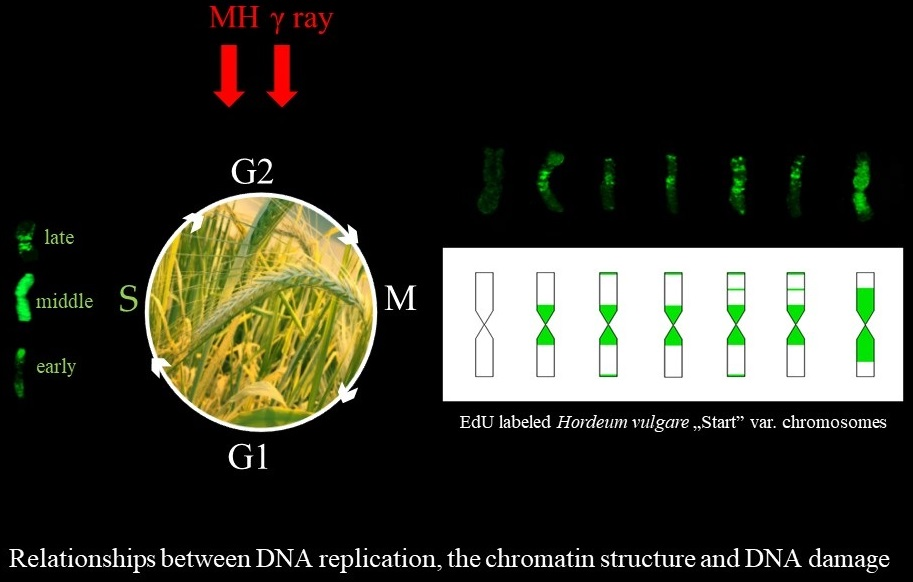 mutagens