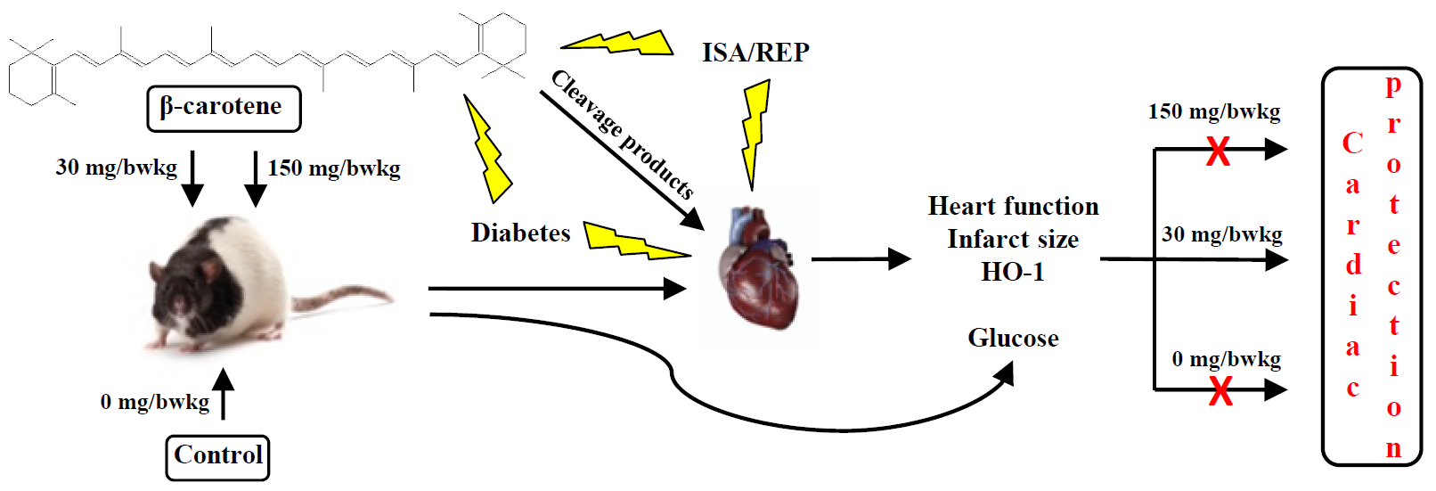 diabetes and beta carotene Ingesting vitamin a or beta-carotene from supplements can there is evidence that high selenium levels are linked to diabetes, high. diabetes and beta carotene Ingesting vitamin a or beta-carotene from supplements can there is evidence that high selenium levels are linked to diabetes, high.