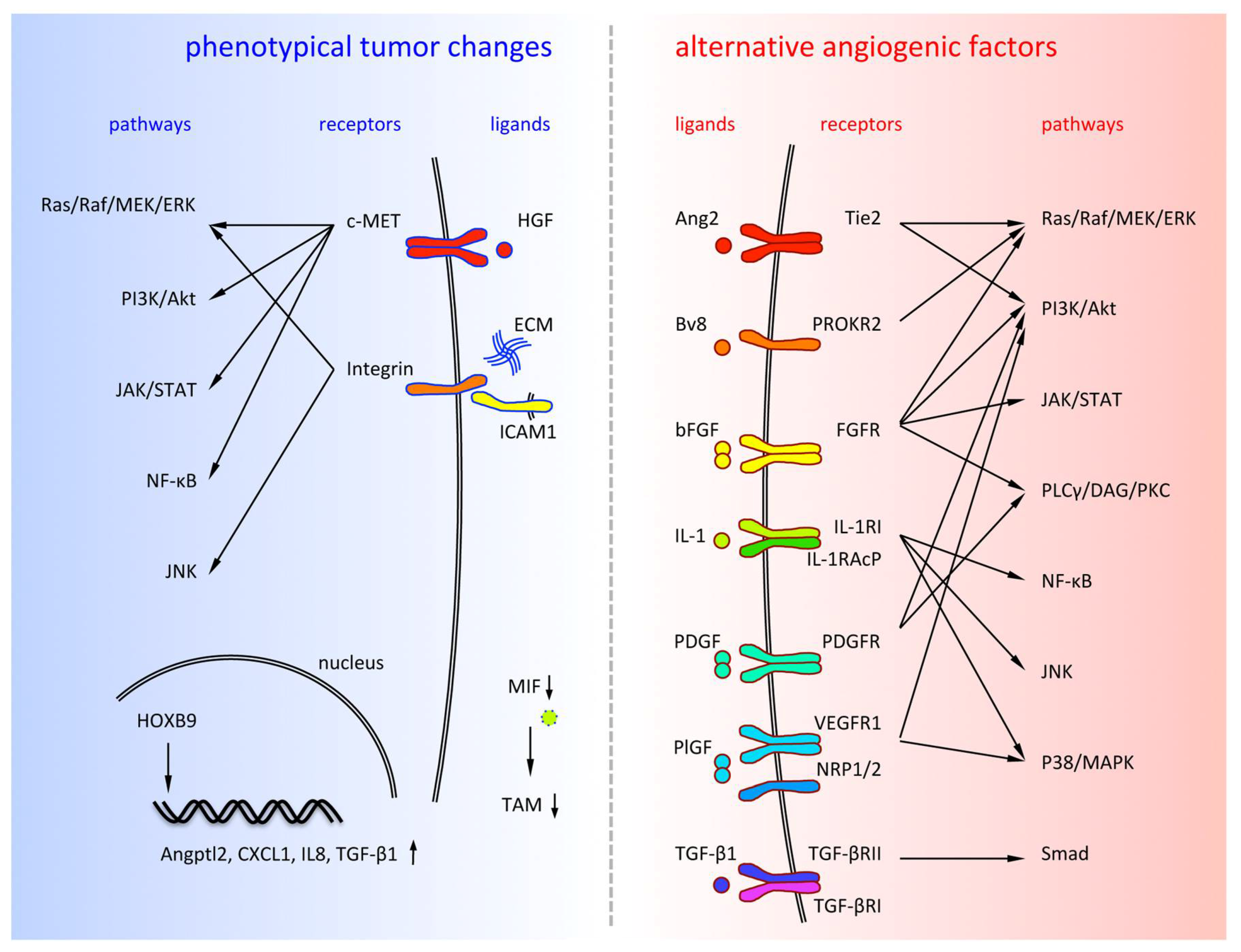 ijms free full text resistance to anti angiogenic monoclonal antibody therapy