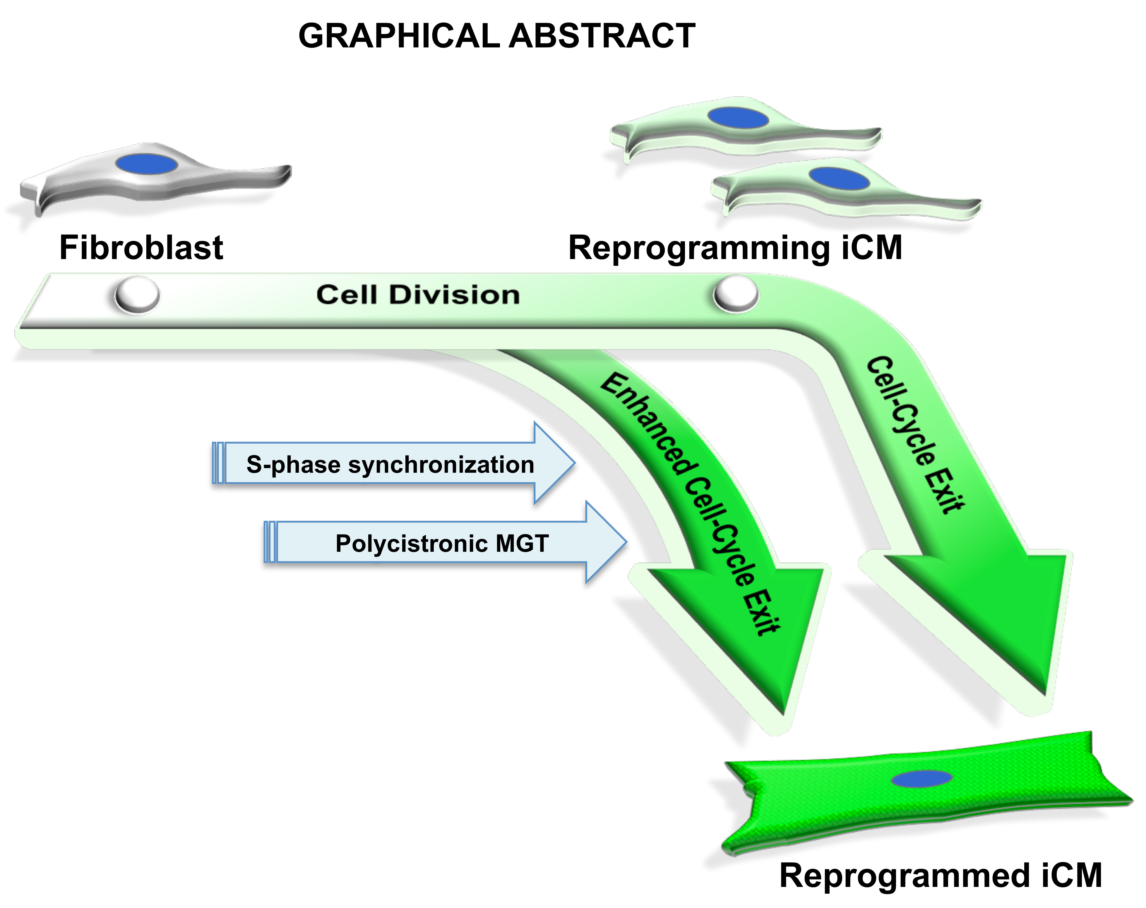 S-phase Synchronization Facilitates the Early ... Biology Diagrams