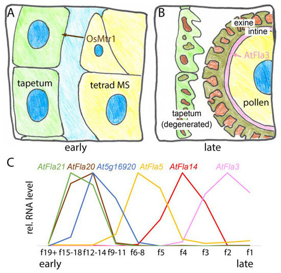 IJMS Special Issue Plant Cell Wall Proteins and