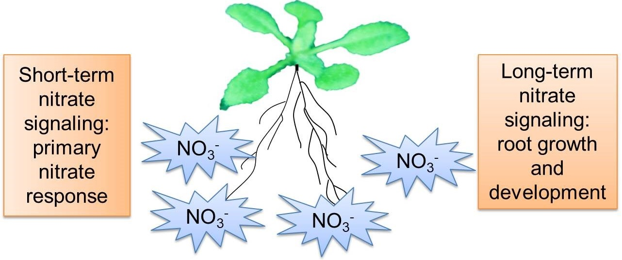 IJMS Free FullText Molecular Regulation of Nitrate Responses in Plants