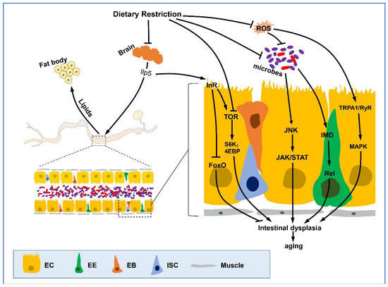 IJMS | Special Issue : Drosophila Model and Human Disease