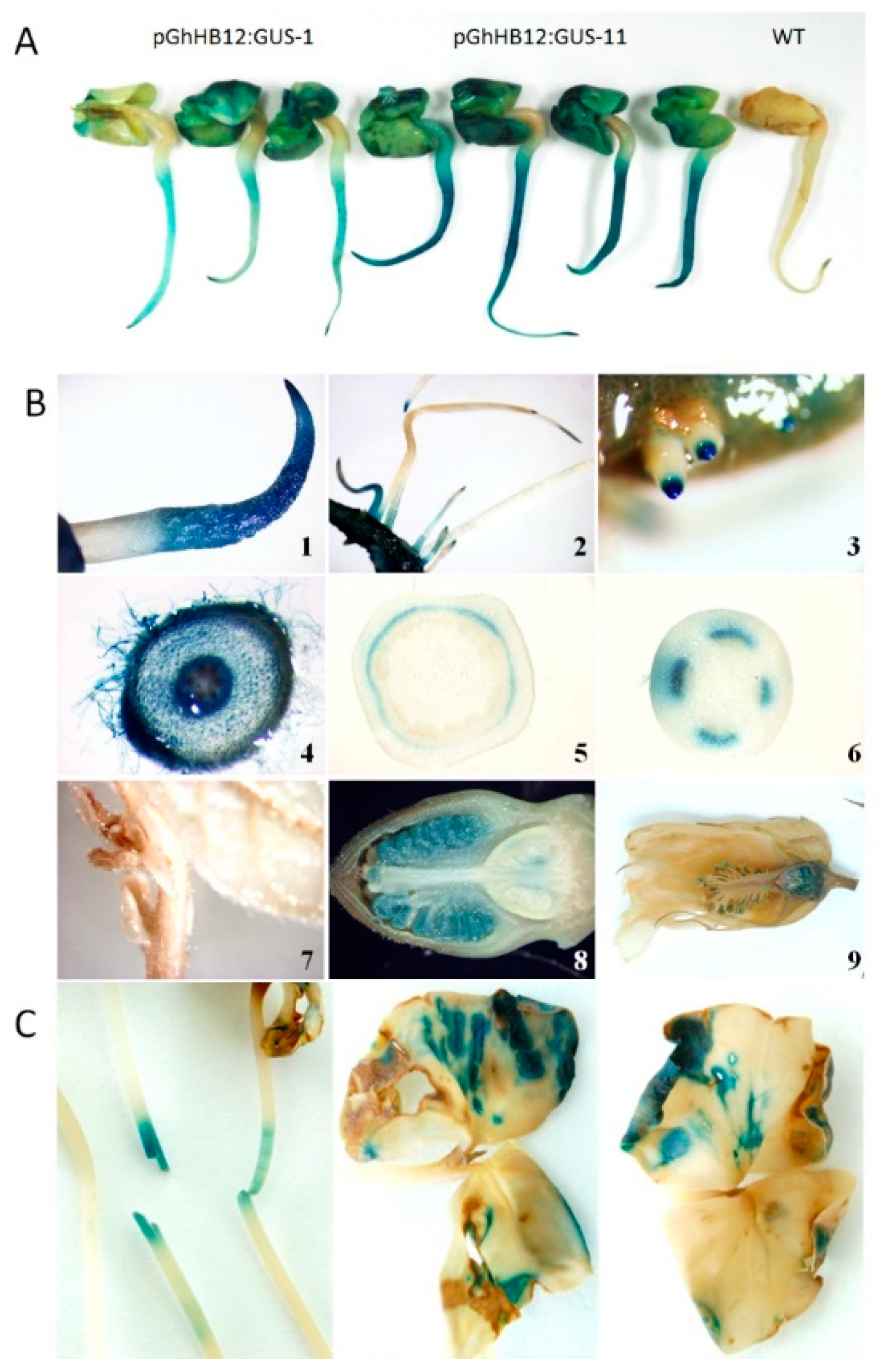 Ijms 19 03997 g002 Ijms 19 03997 g002