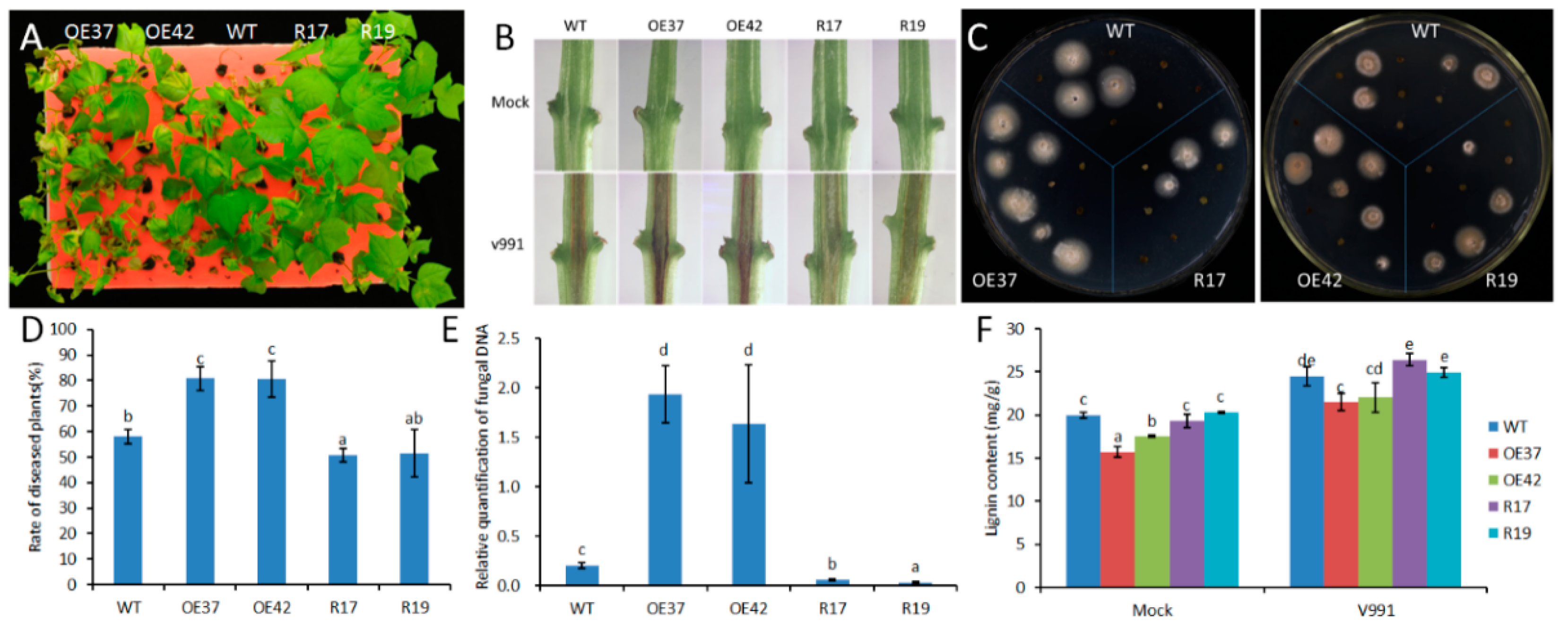 Ijms 19 03997 g005 Ijms 19 03997 g005
