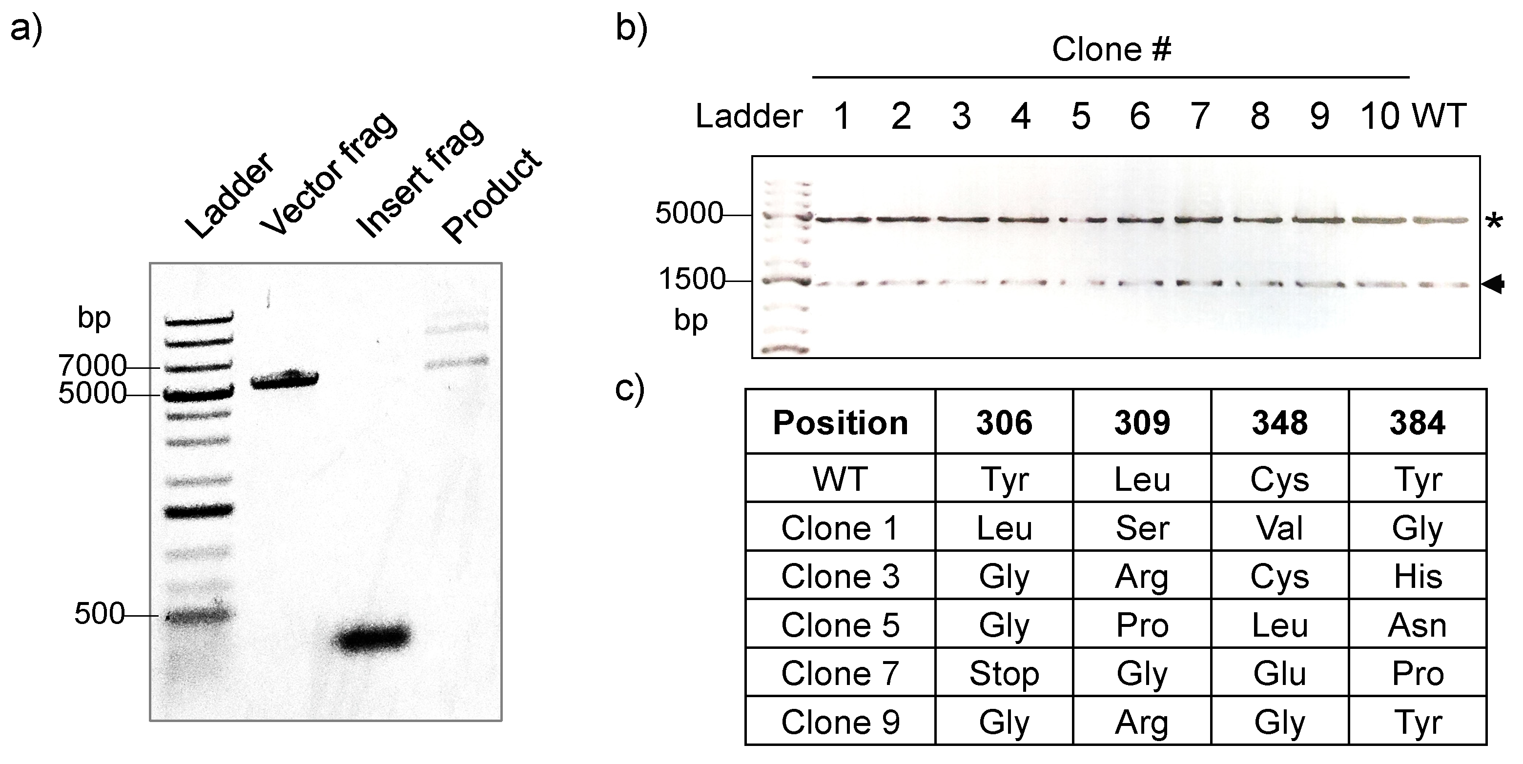 Ijms 20 00029 g001 Ijms 20 00029 g001