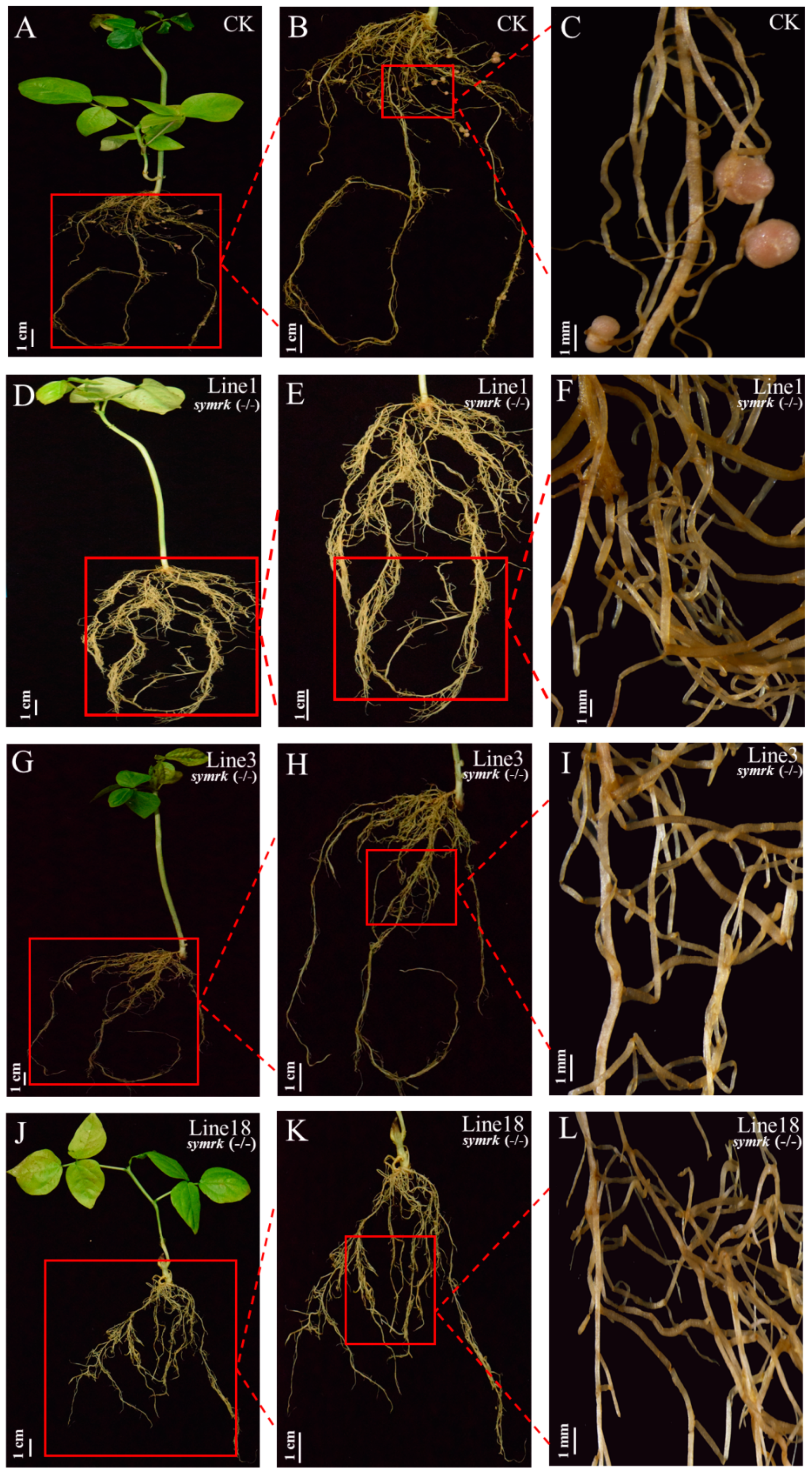Ijms 20 02471 g004 Ijms 20 02471 g004