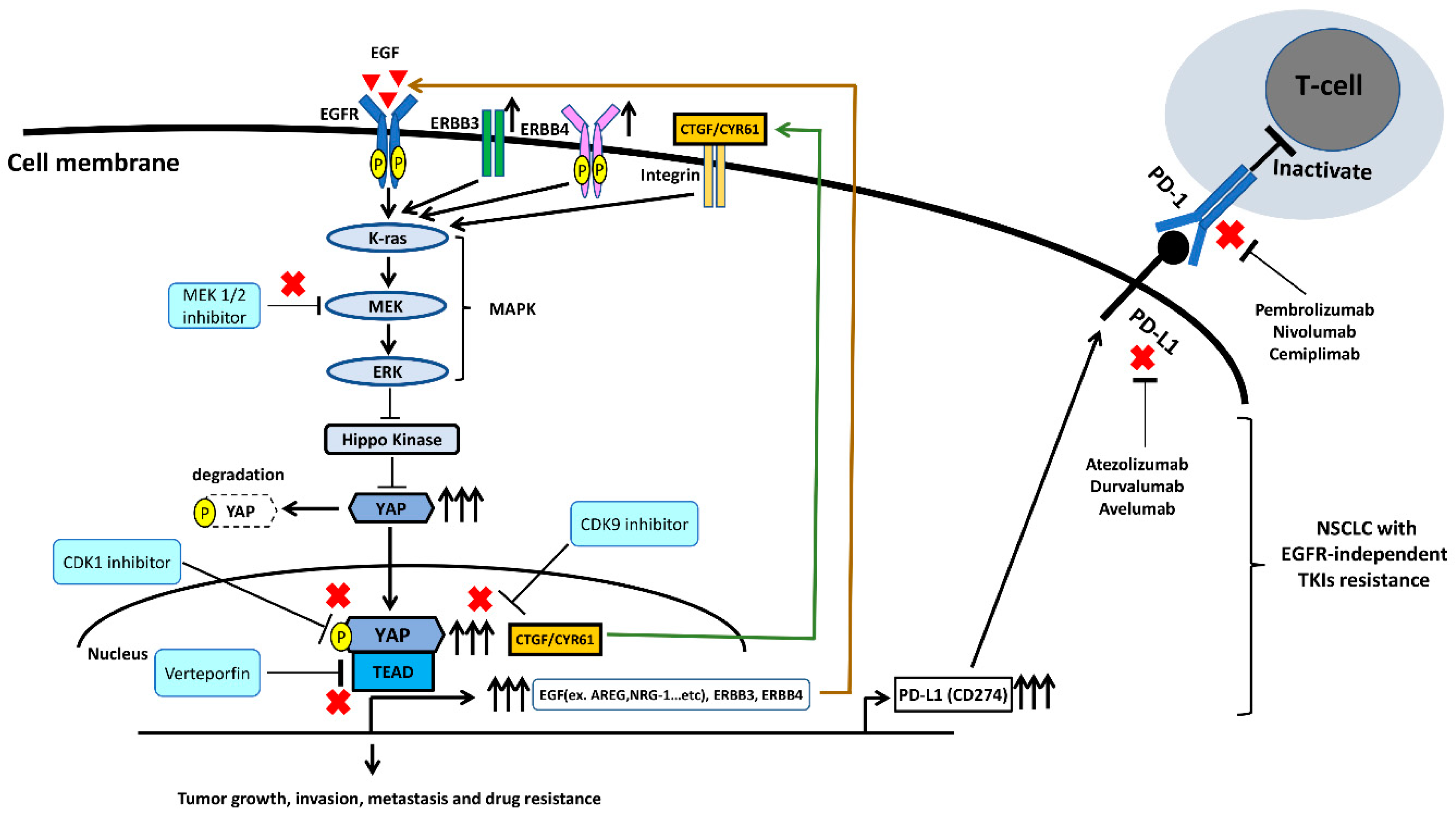 Ijms 20 03821 g004 Ijms 20 03821 g004