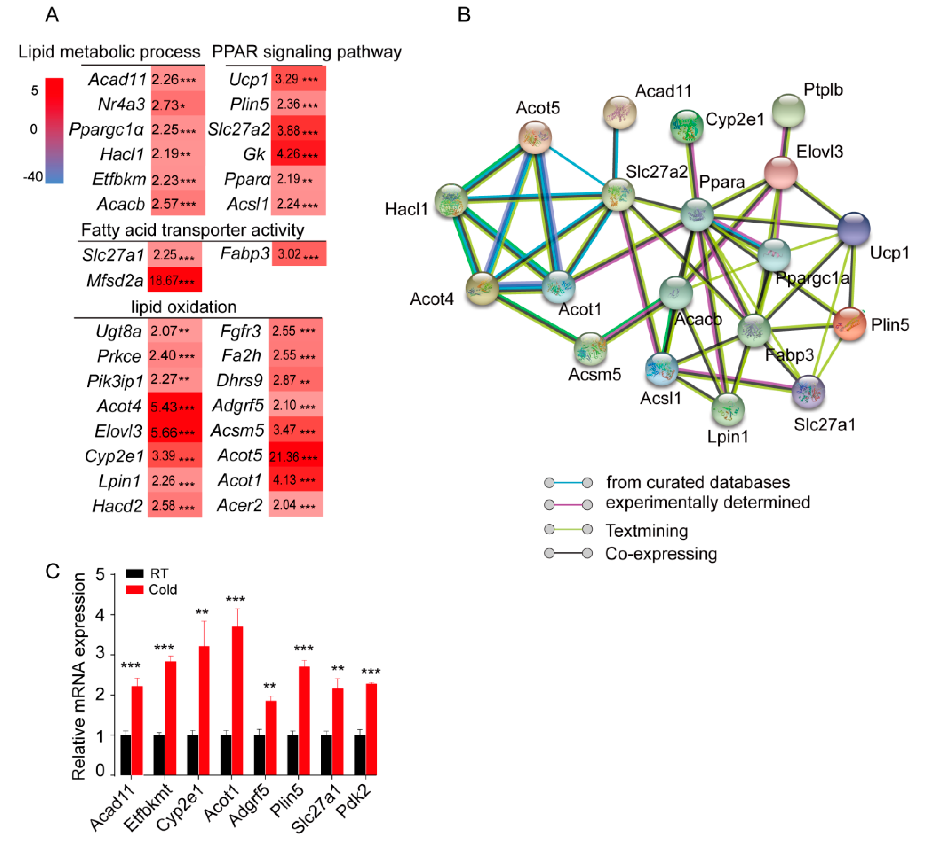 Ijms 20 03968 g003 Ijms 20 03968 g003