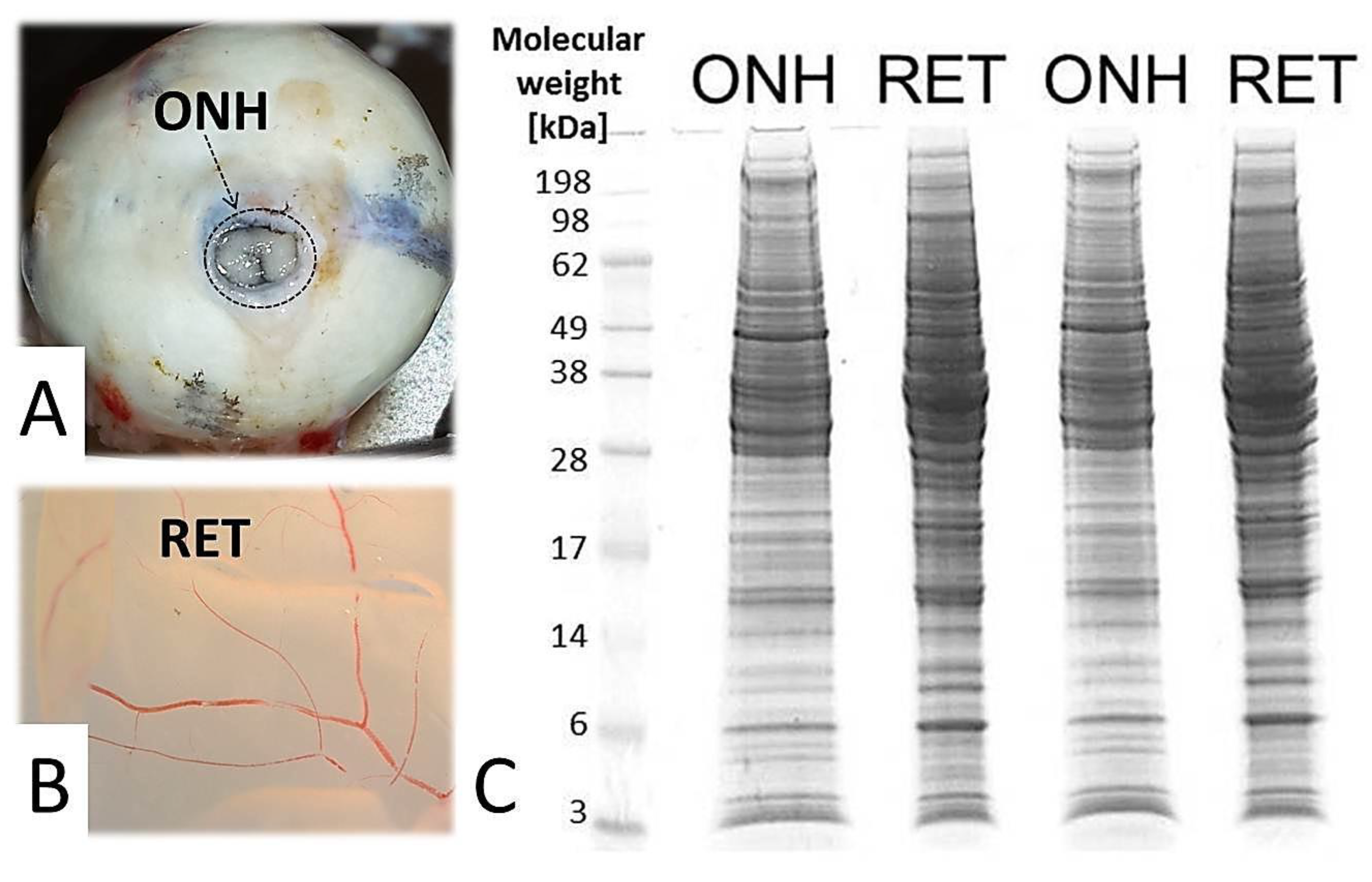 Ijms 20 04229 g001 Ijms 20 04229 g001