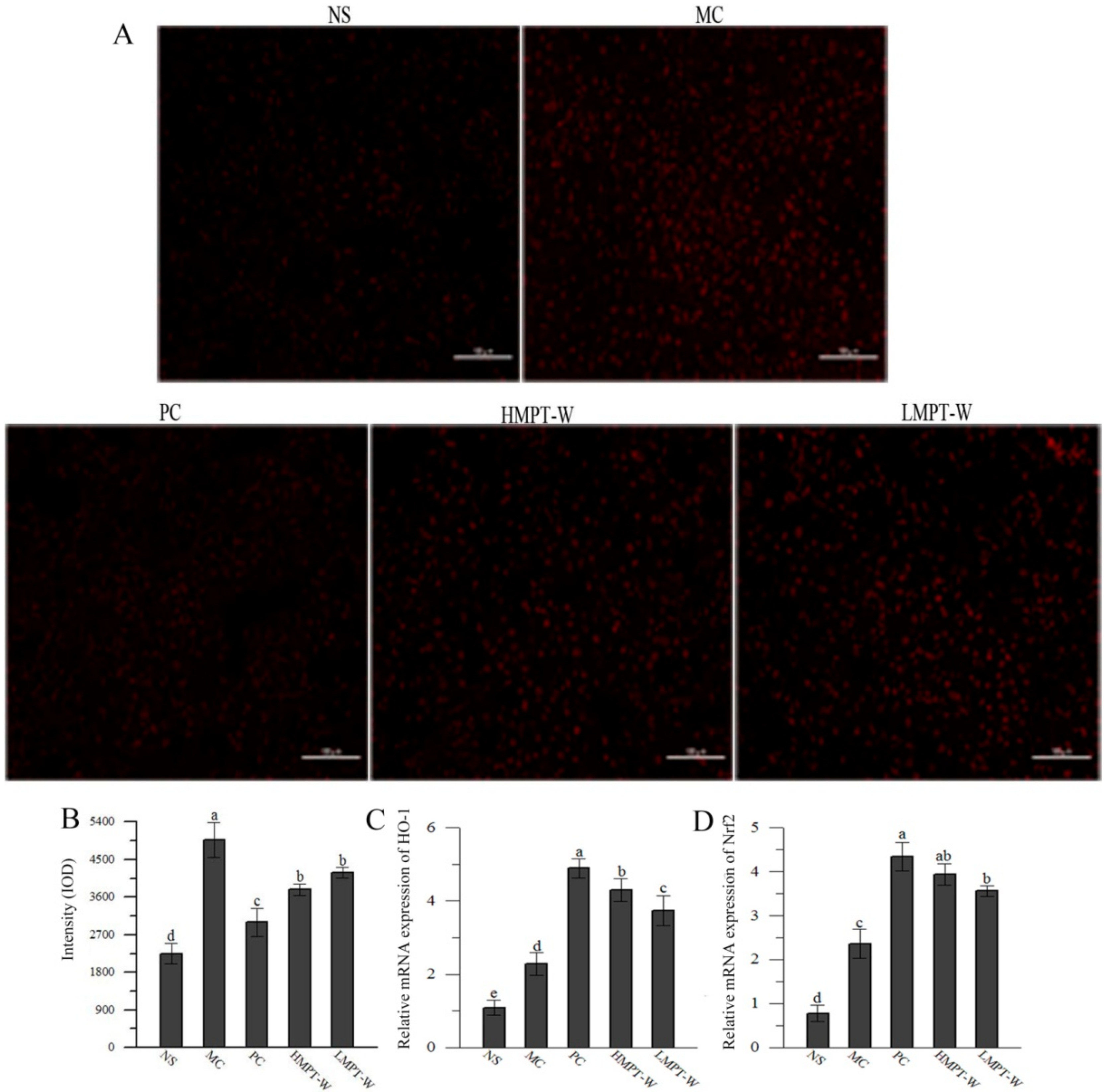 Ijms 20 04872 g005 Ijms 20 04872 g005