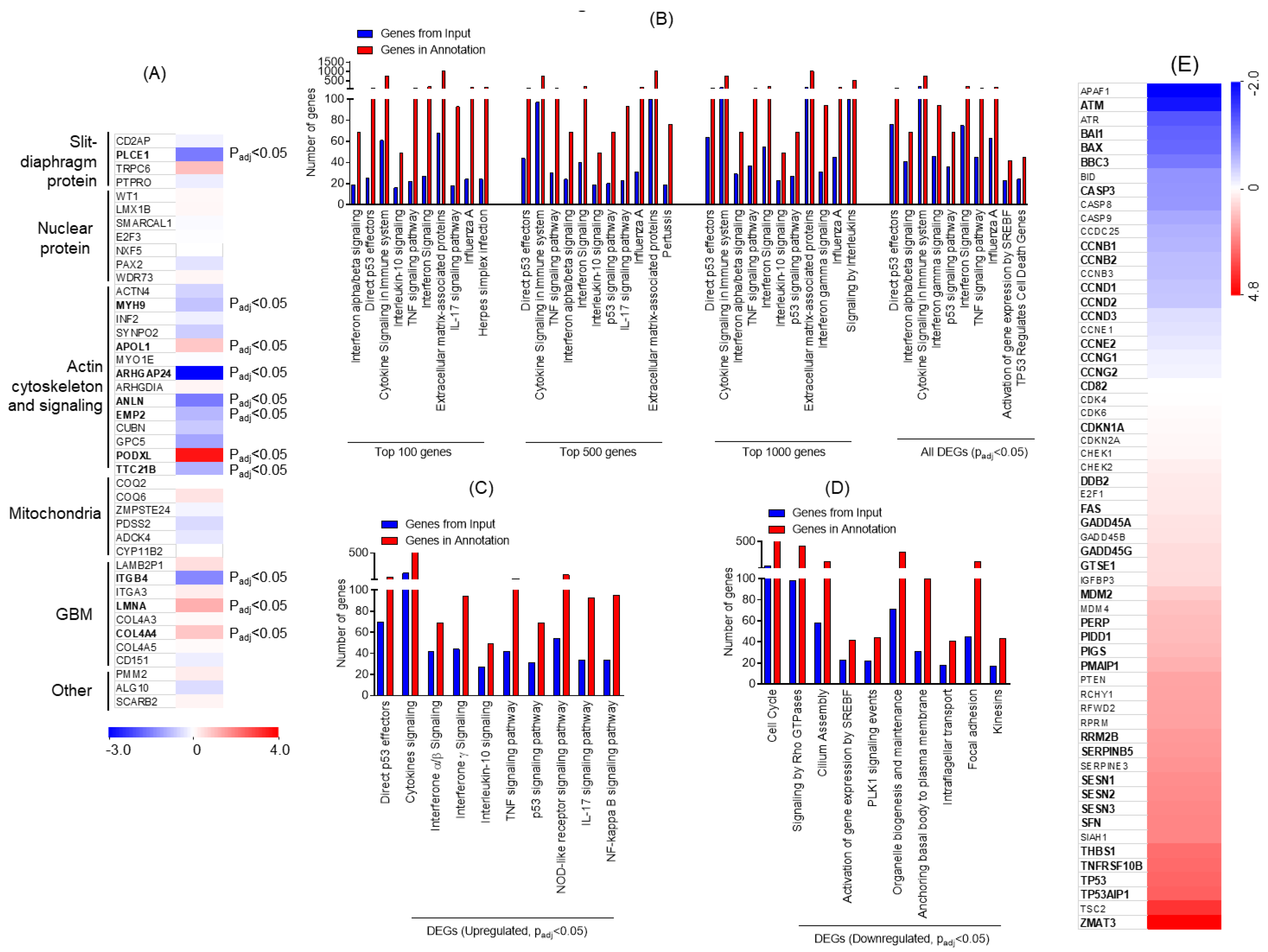 Ijms 21 00274 g002 Ijms 21 00274 g002