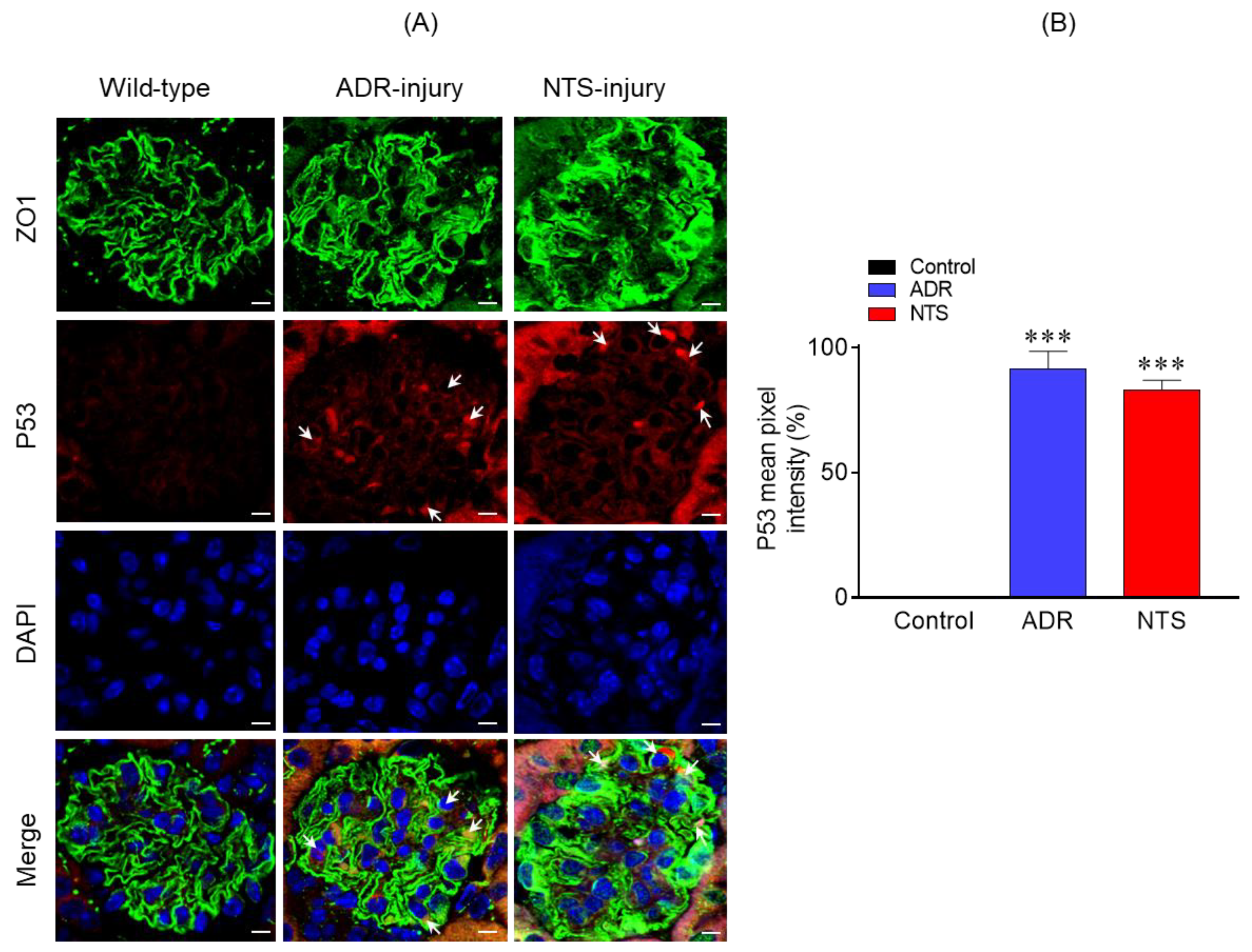 Ijms 21 00274 g004 Ijms 21 00274 g004