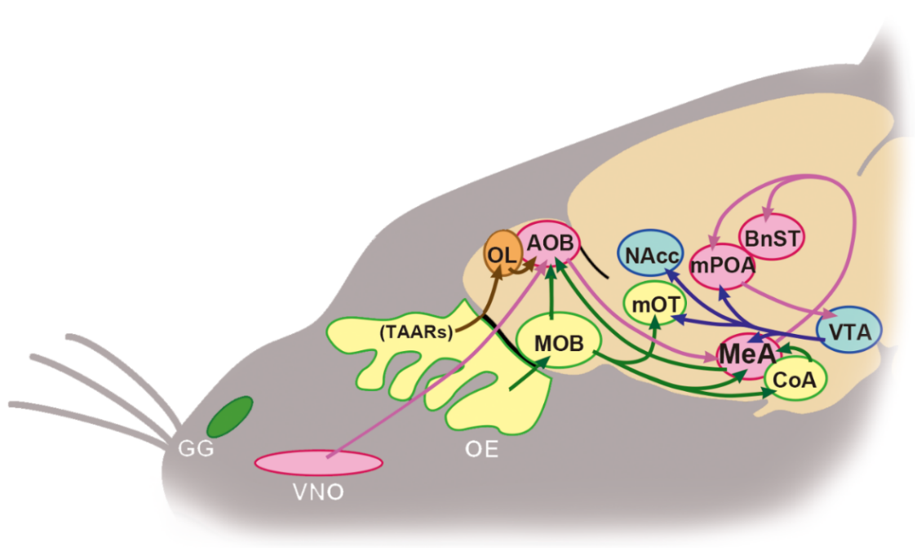 IJMS, Free Full-Text, Carrageenan