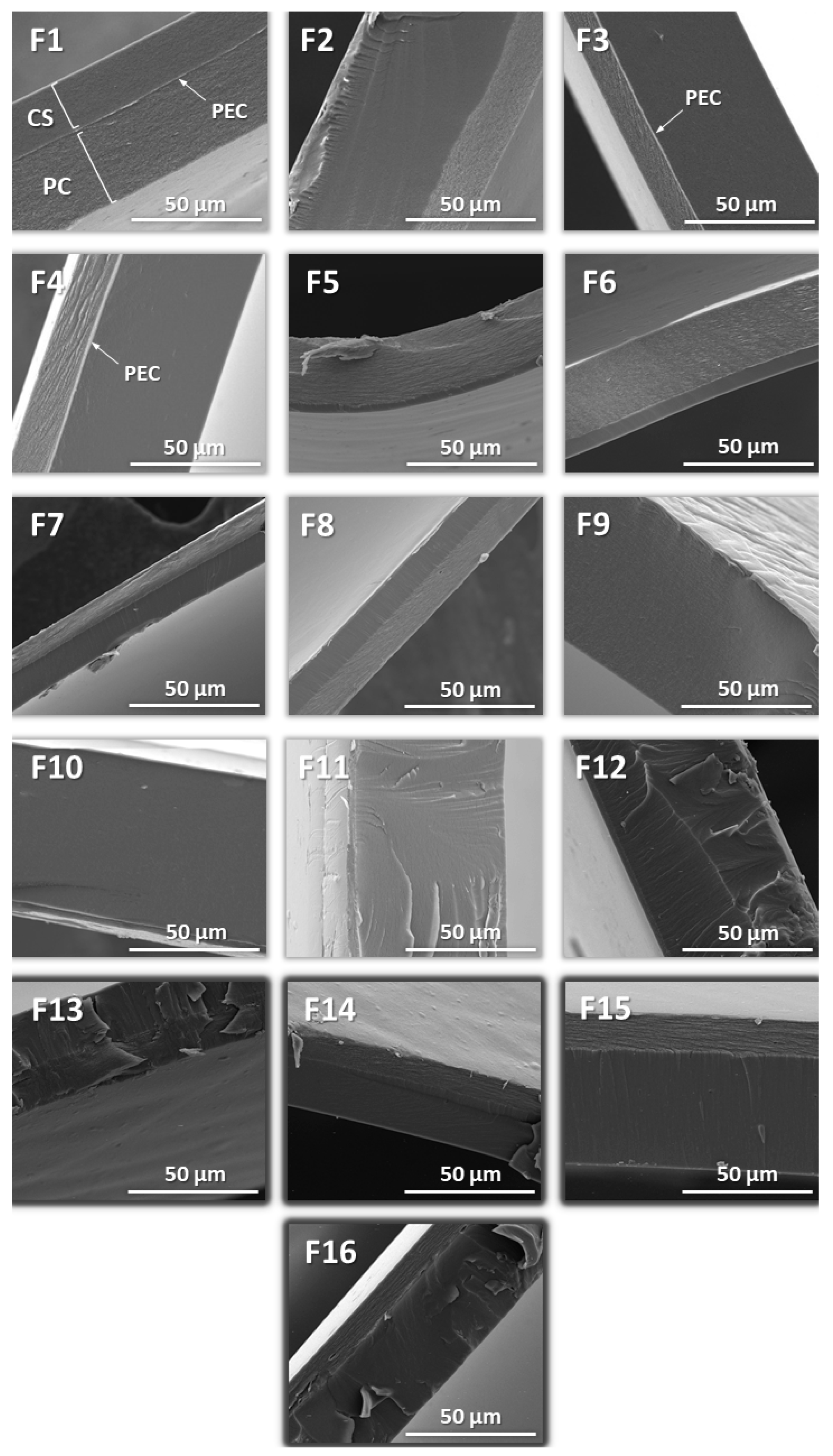 Ijms 23 08092 g003 Ijms 23 08092 g003