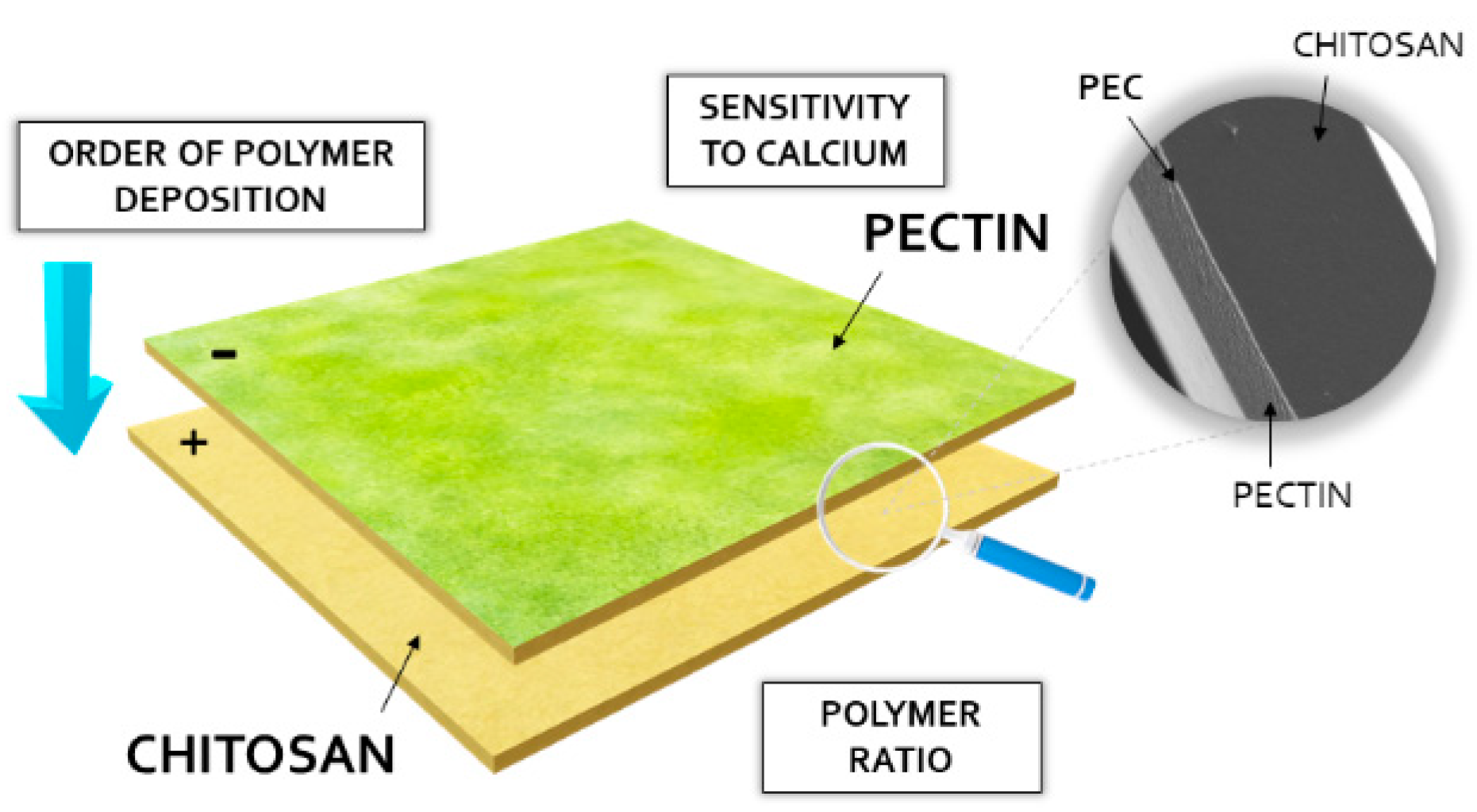 Ijms 23 08092 g010 Ijms 23 08092 g010