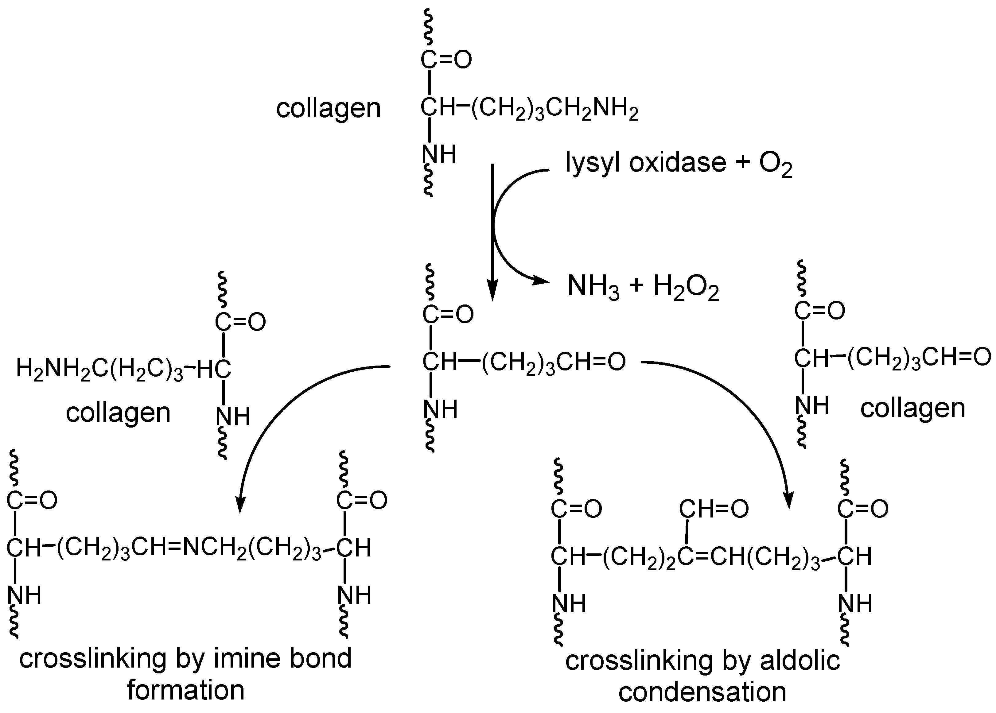 Ijms 25 02897 sch001