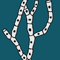 jof-logo