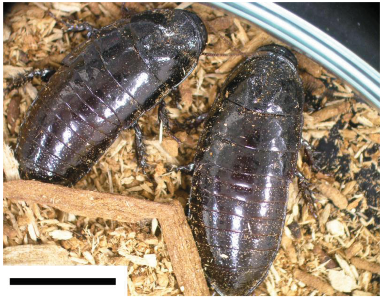 Insects 02 00354f1 1024