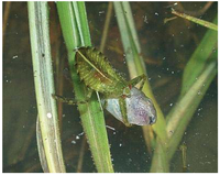 Insects 02 00435f1 200