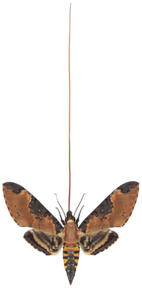 Insects 02 00564f10 200