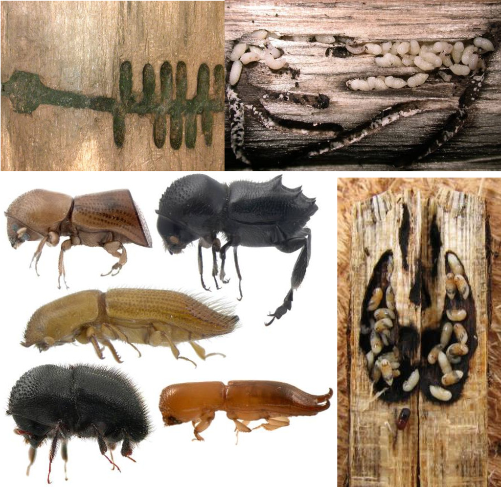 Insects 03 00339 g001 1024