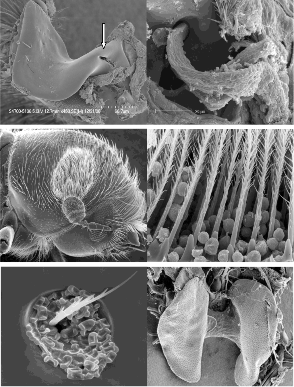 Insects 03 00339 g002 1024