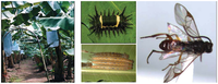 Insects 03 00616 g001 200