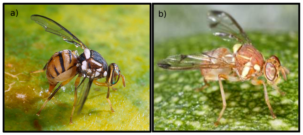 Insects 03 00727 g001 1024